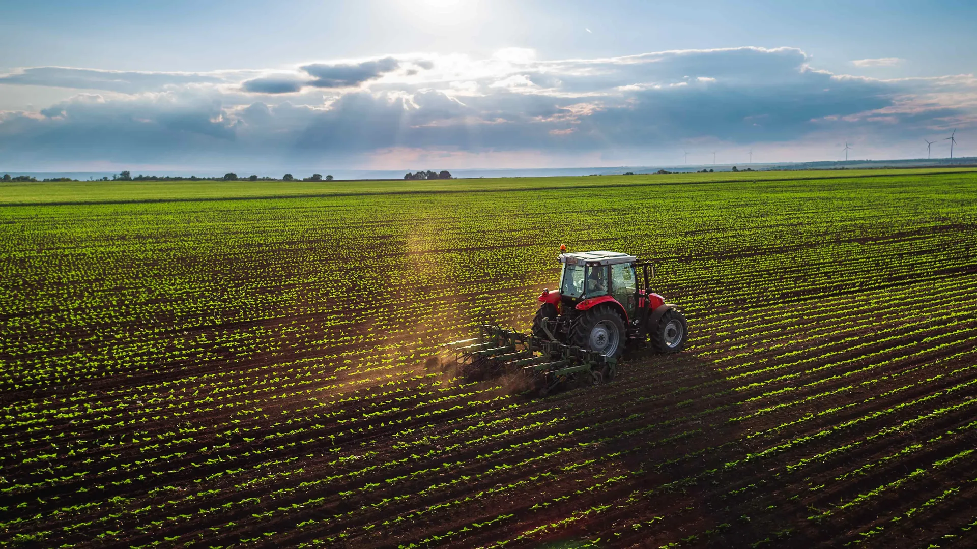 Tractor working across a large green crop field at sunset.