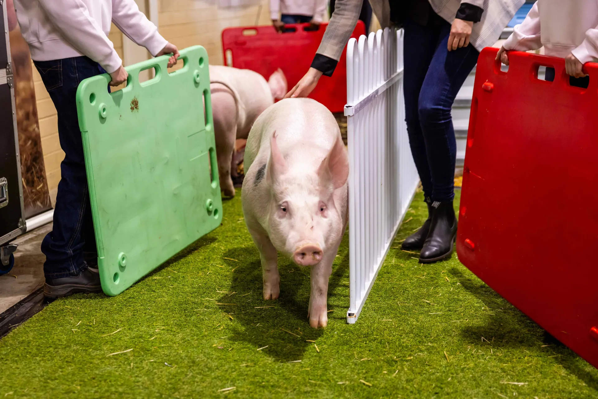 Pigs in School