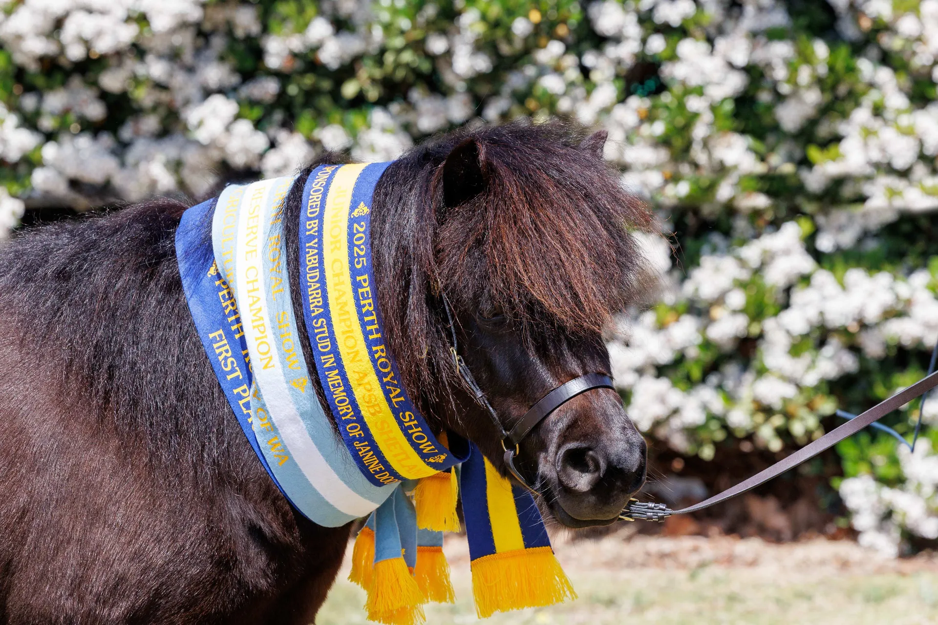A small black pony wearing multiple prize ribbons at the Perth Royal Show, standing outdoors with flowering bushes in the background.