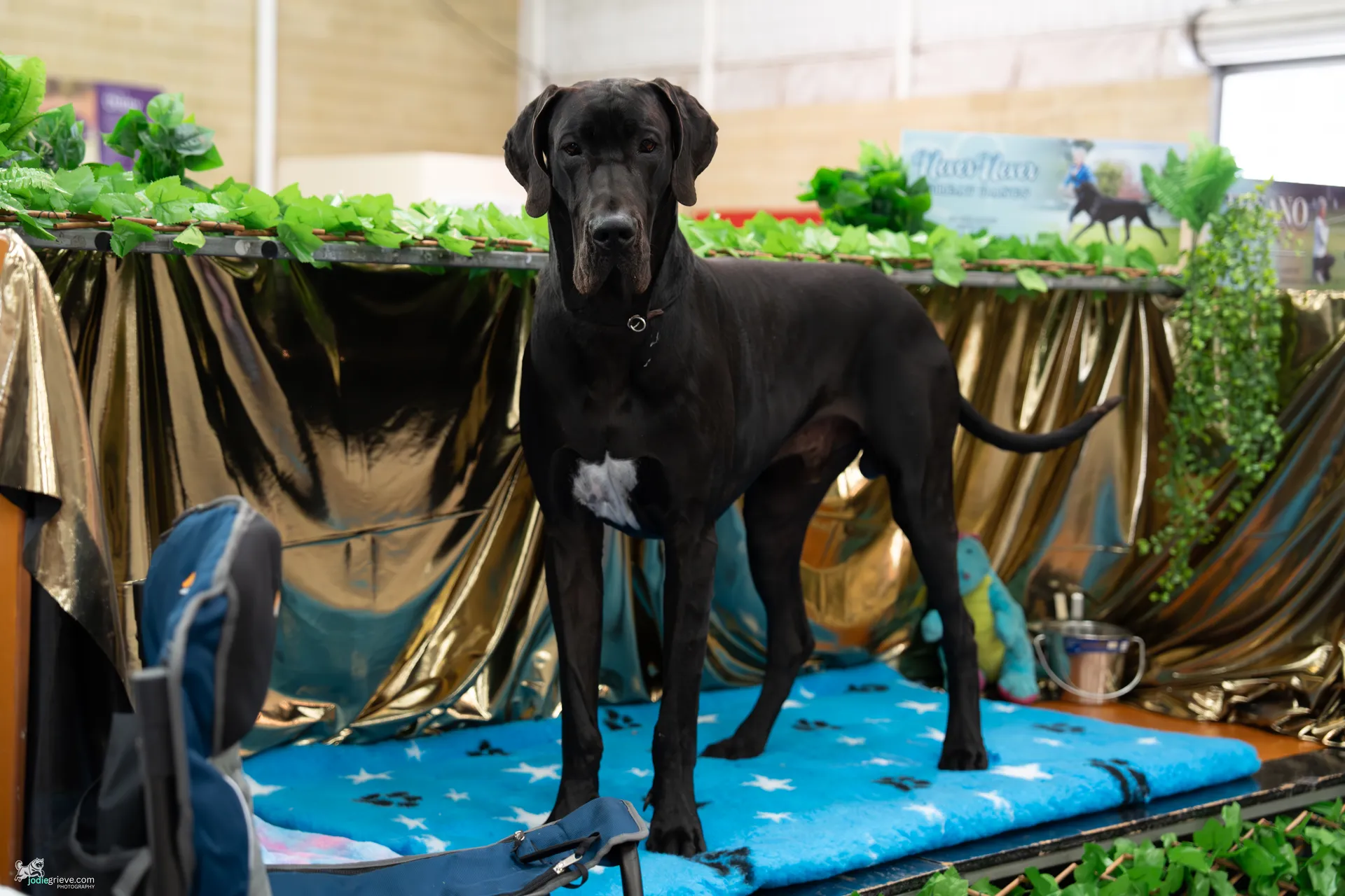 Dog from 2025 Royal Show, Non-sporting group