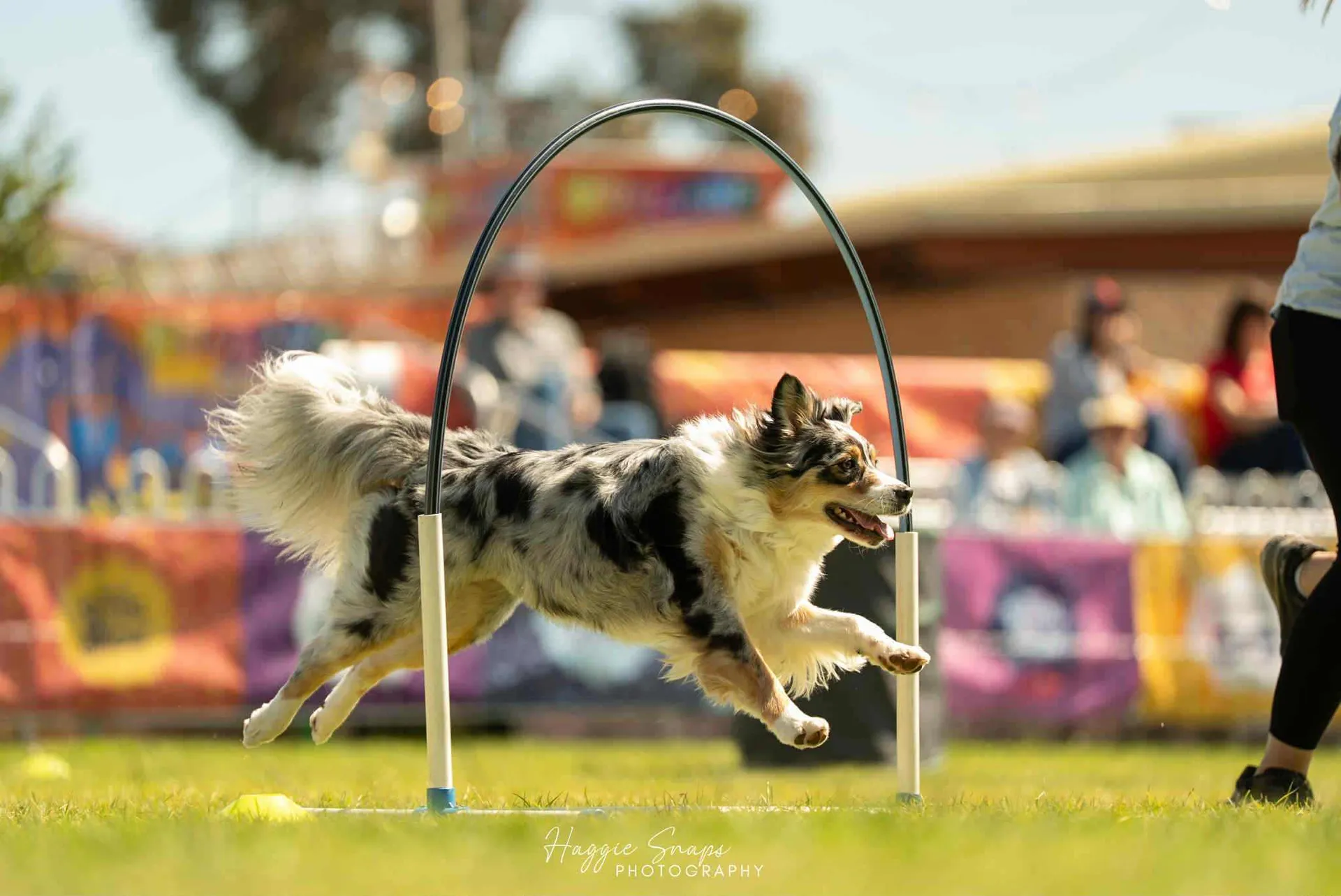 Dog Performance