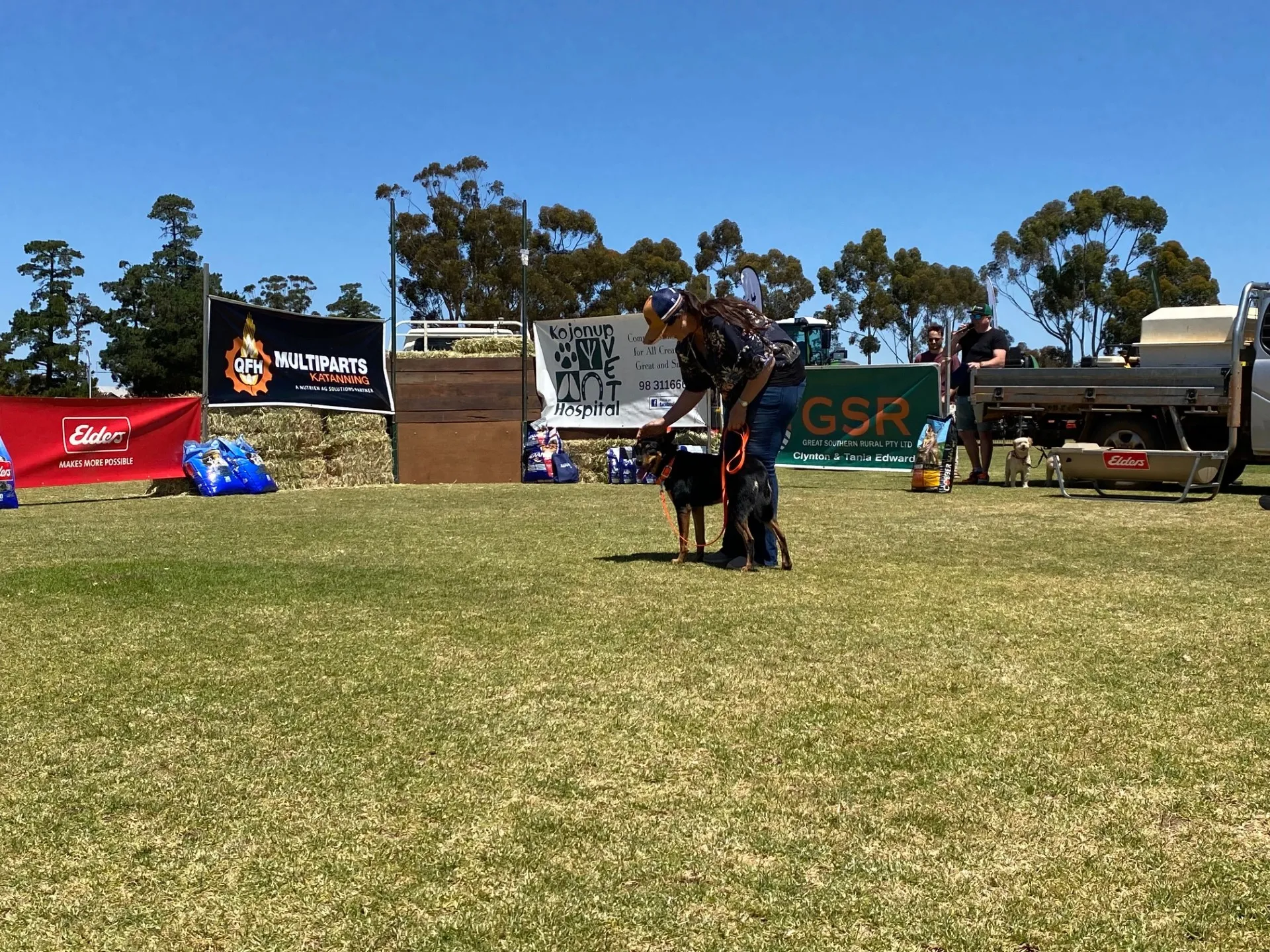 Working dog jumping in Katanning