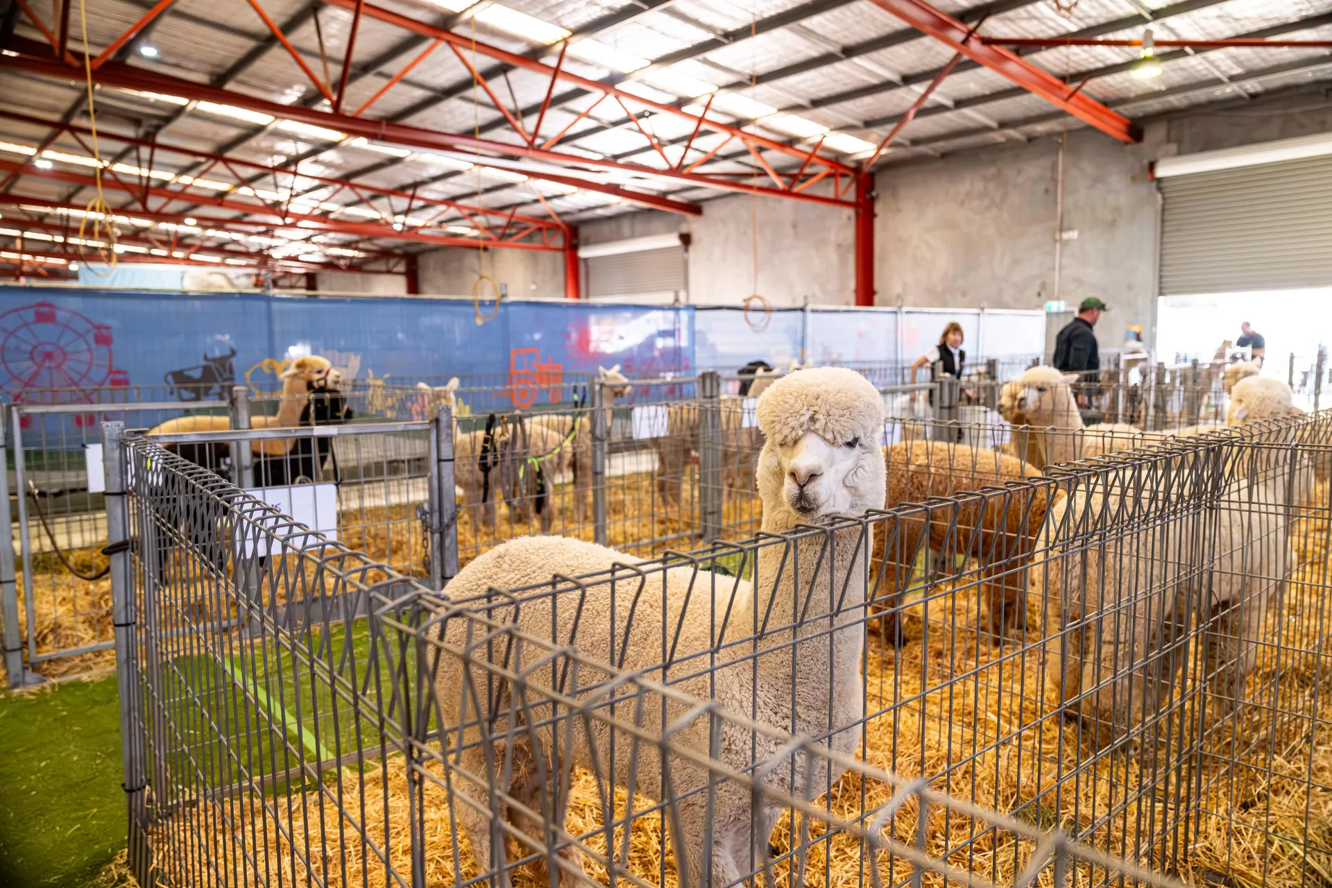 Alpaca Competition