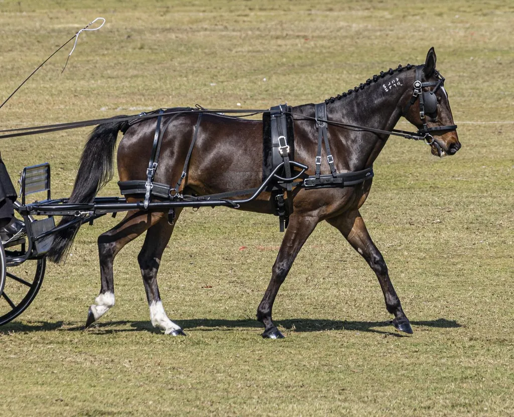 Horse Harness