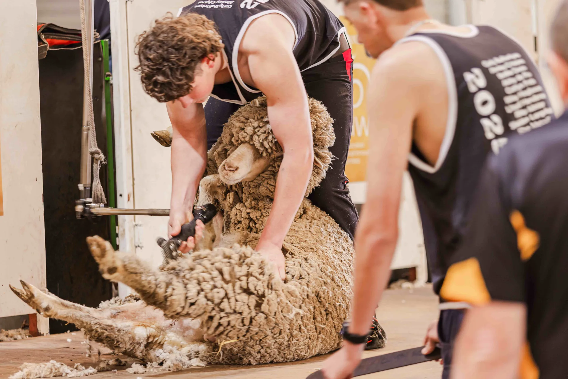 Sheep and Woolhandling
