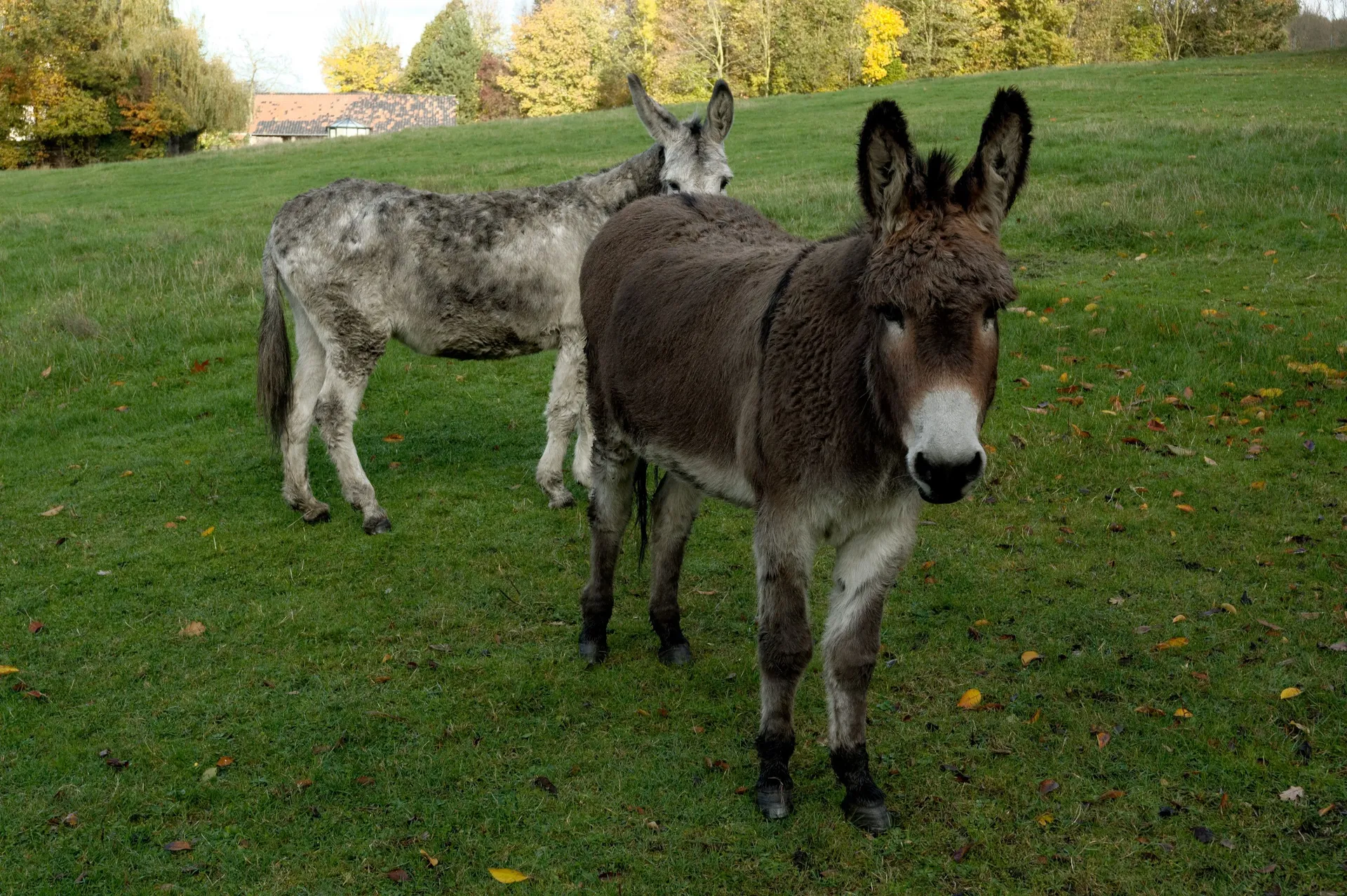 Donkey