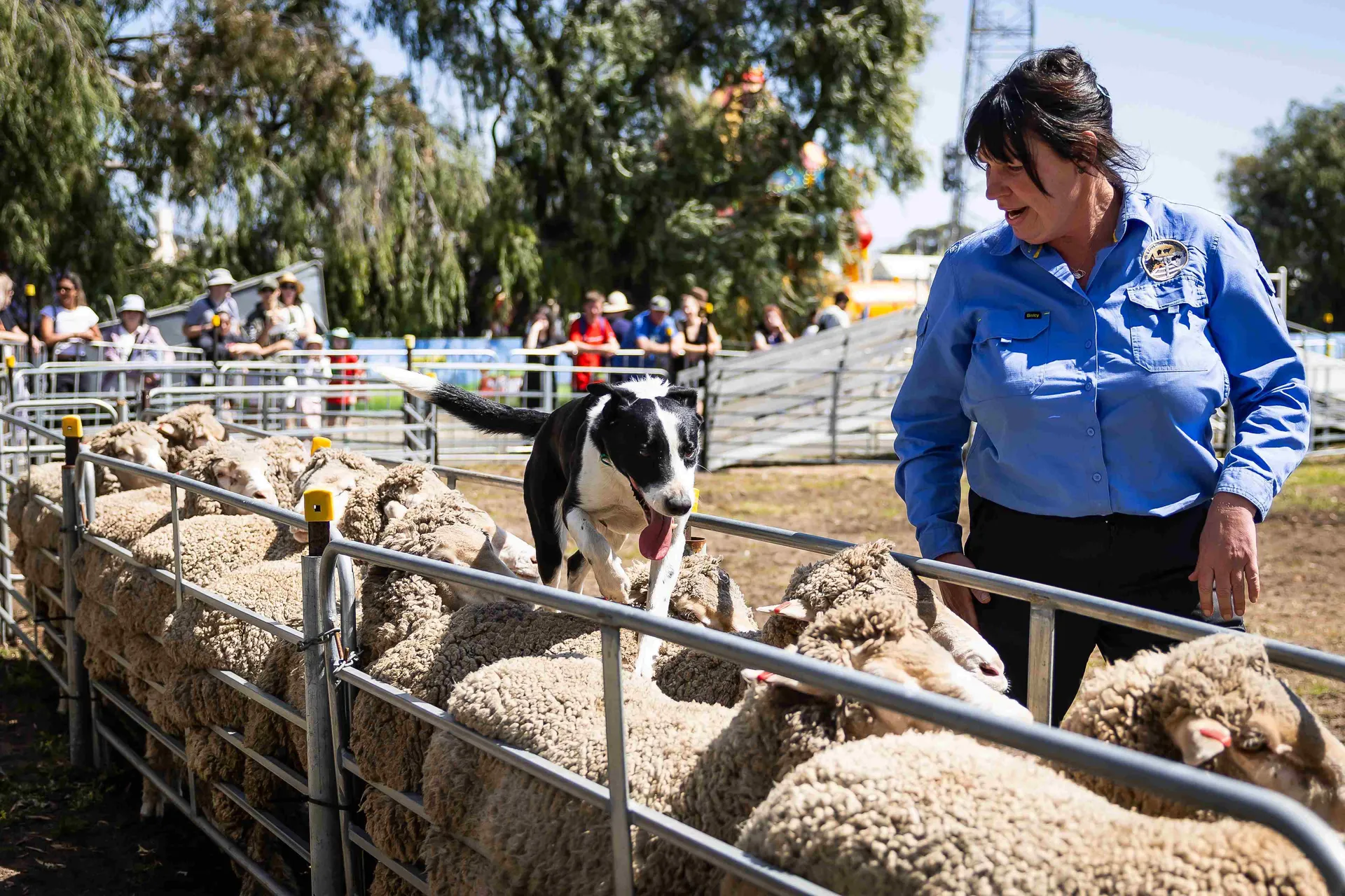 sheep dog
