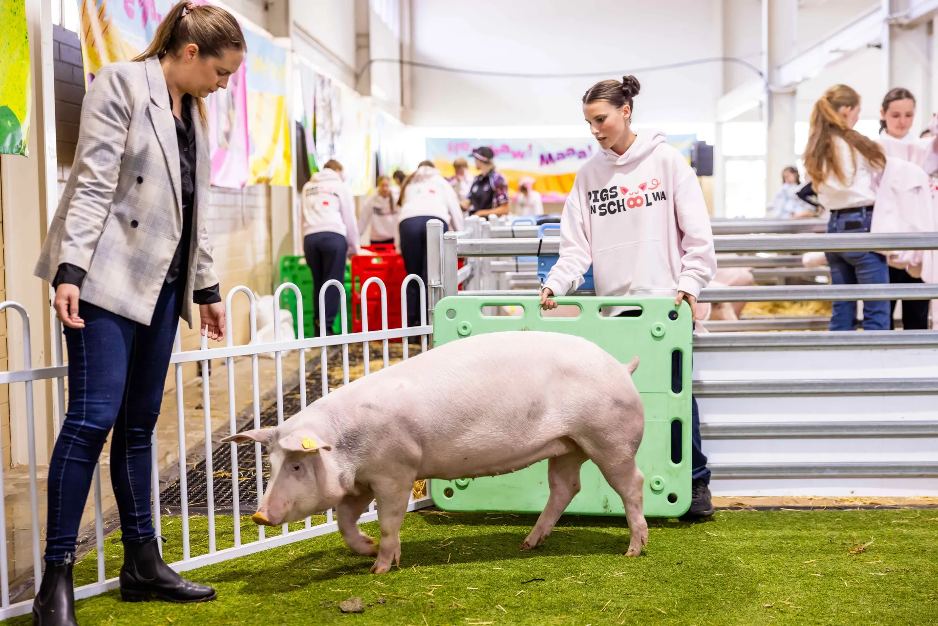Pigs in School