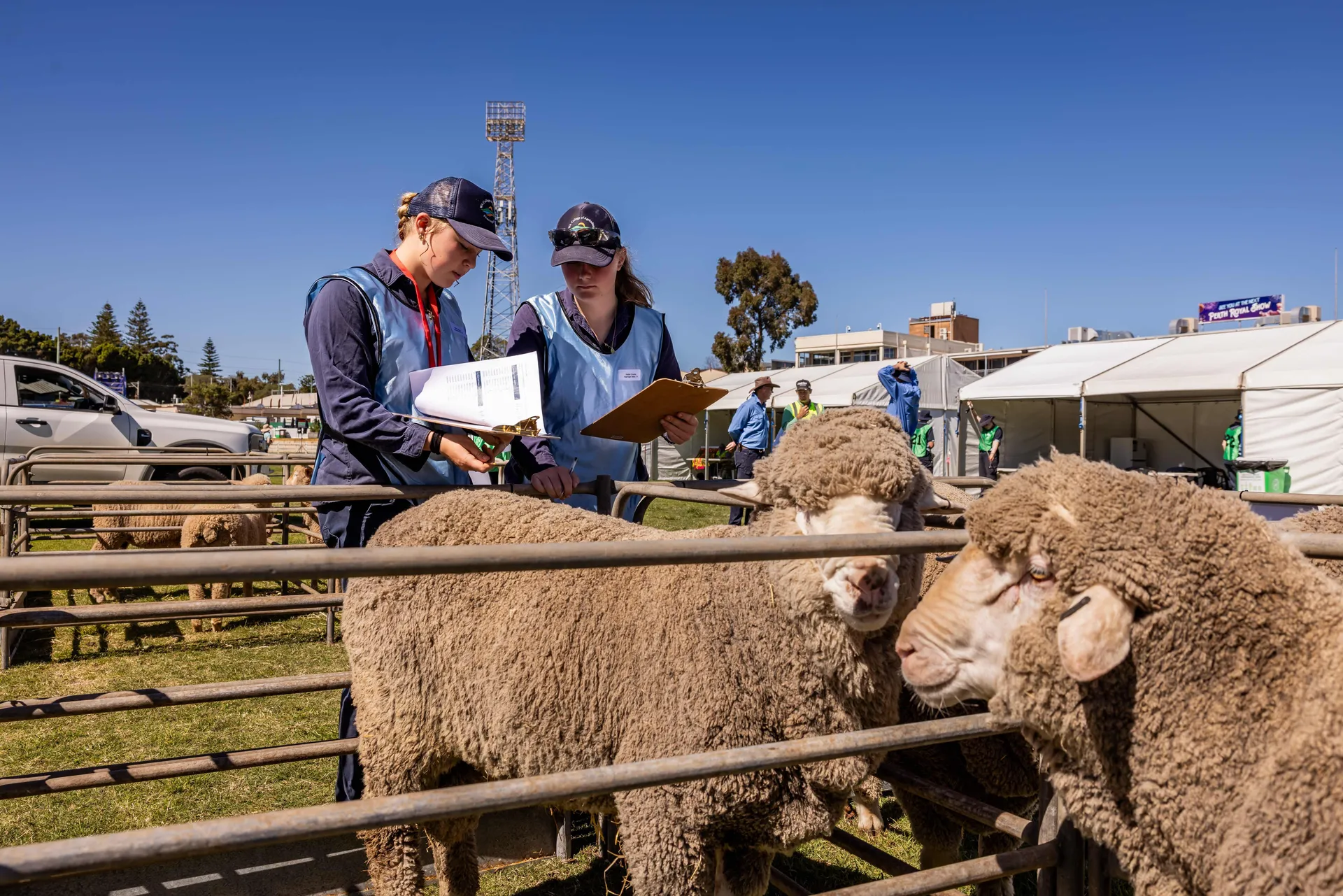 Two young people assessing sheep in a livestock pen