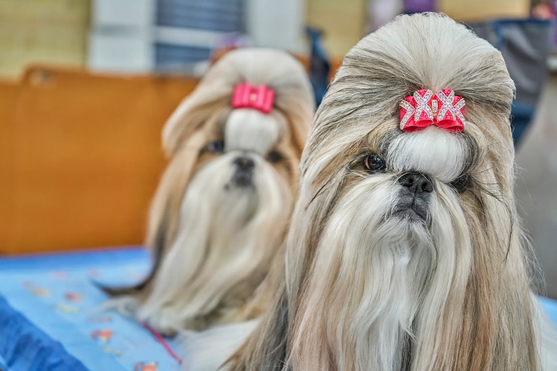 dog twins