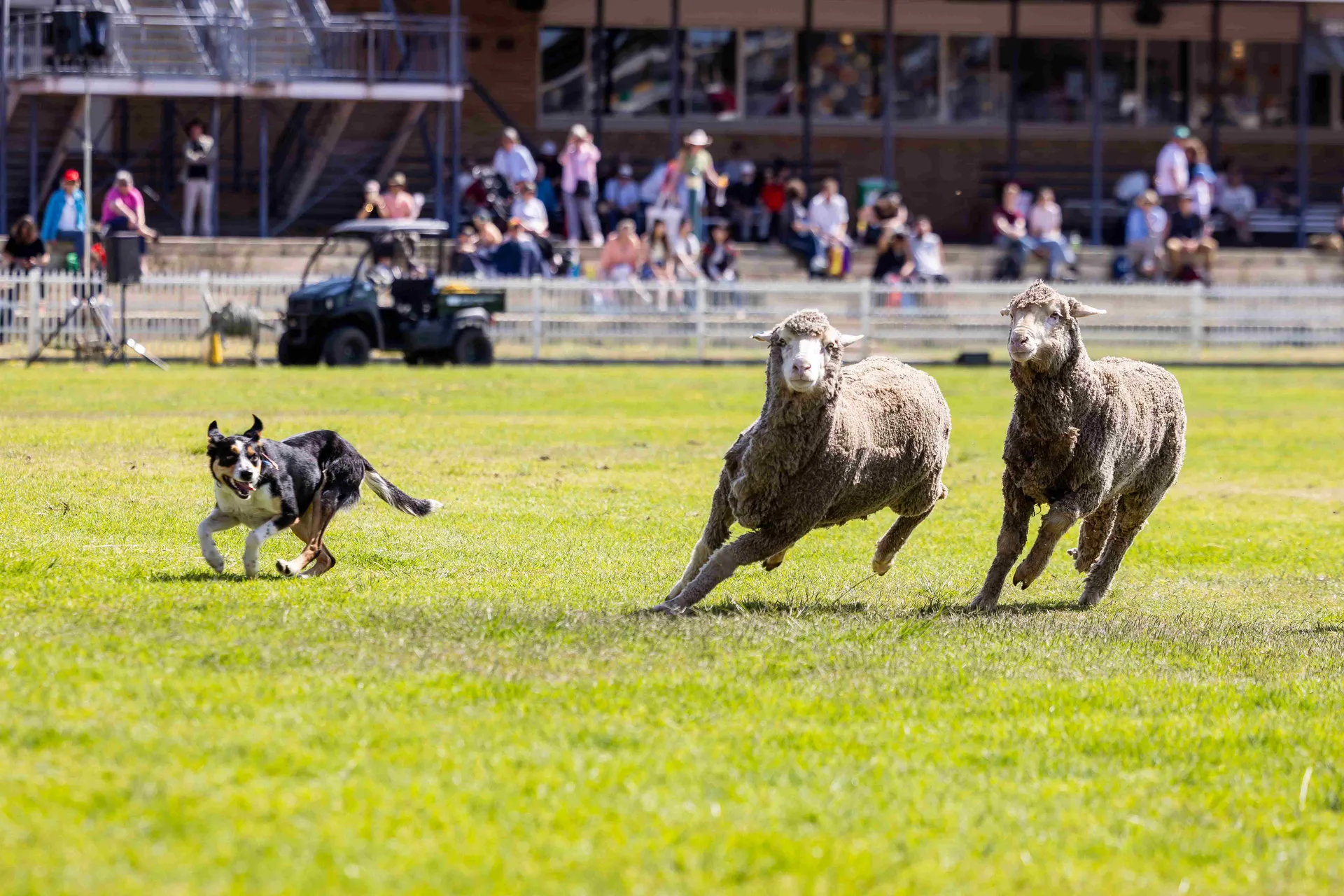 sheep dog