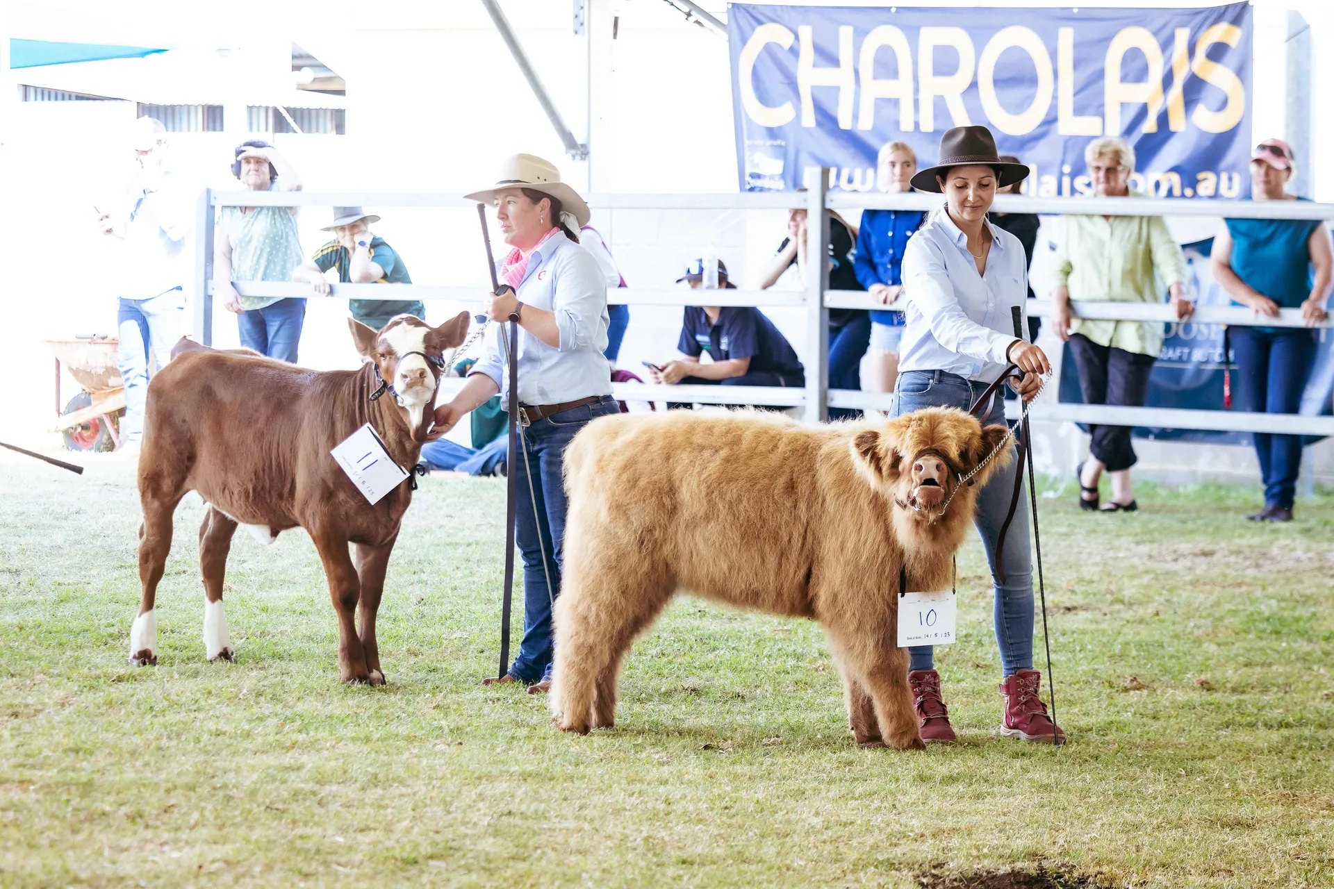 Cattle being presented in a livestock judging ring