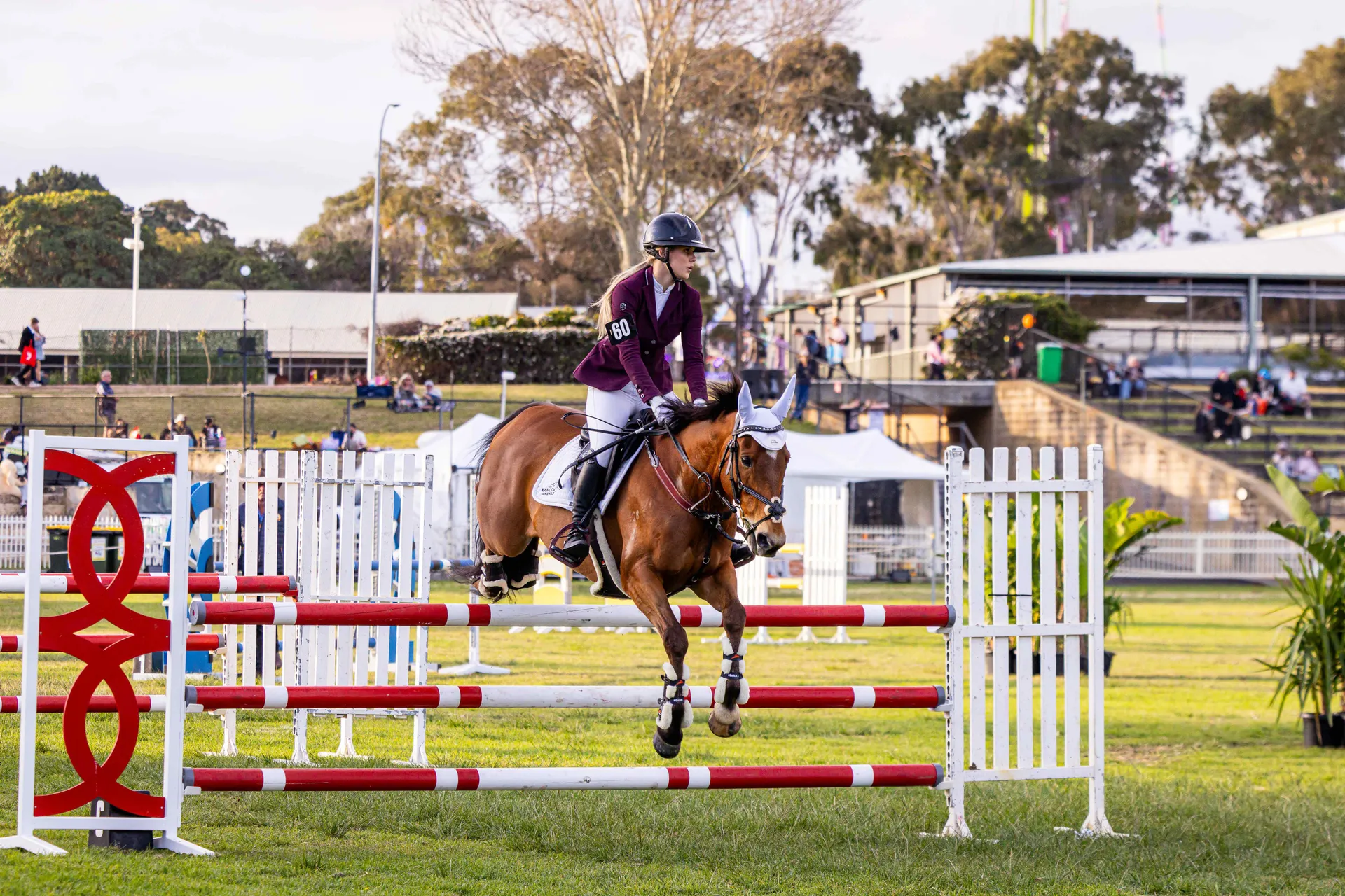 Equestrian rider jumping a horse over a hurdle during a competition at the Perth Royal Show