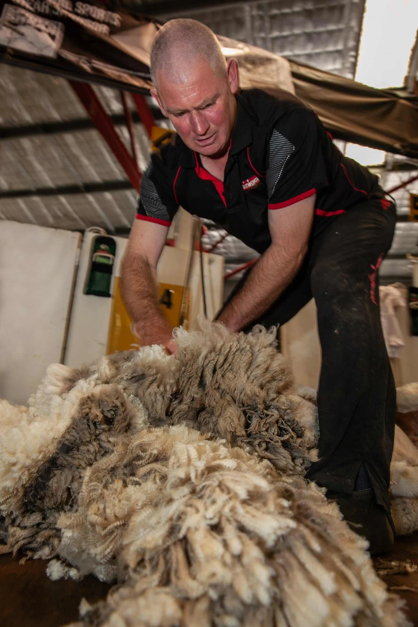 A shearer removing wool from a sheep during a shearing demonstration at the Perth Royal Show.