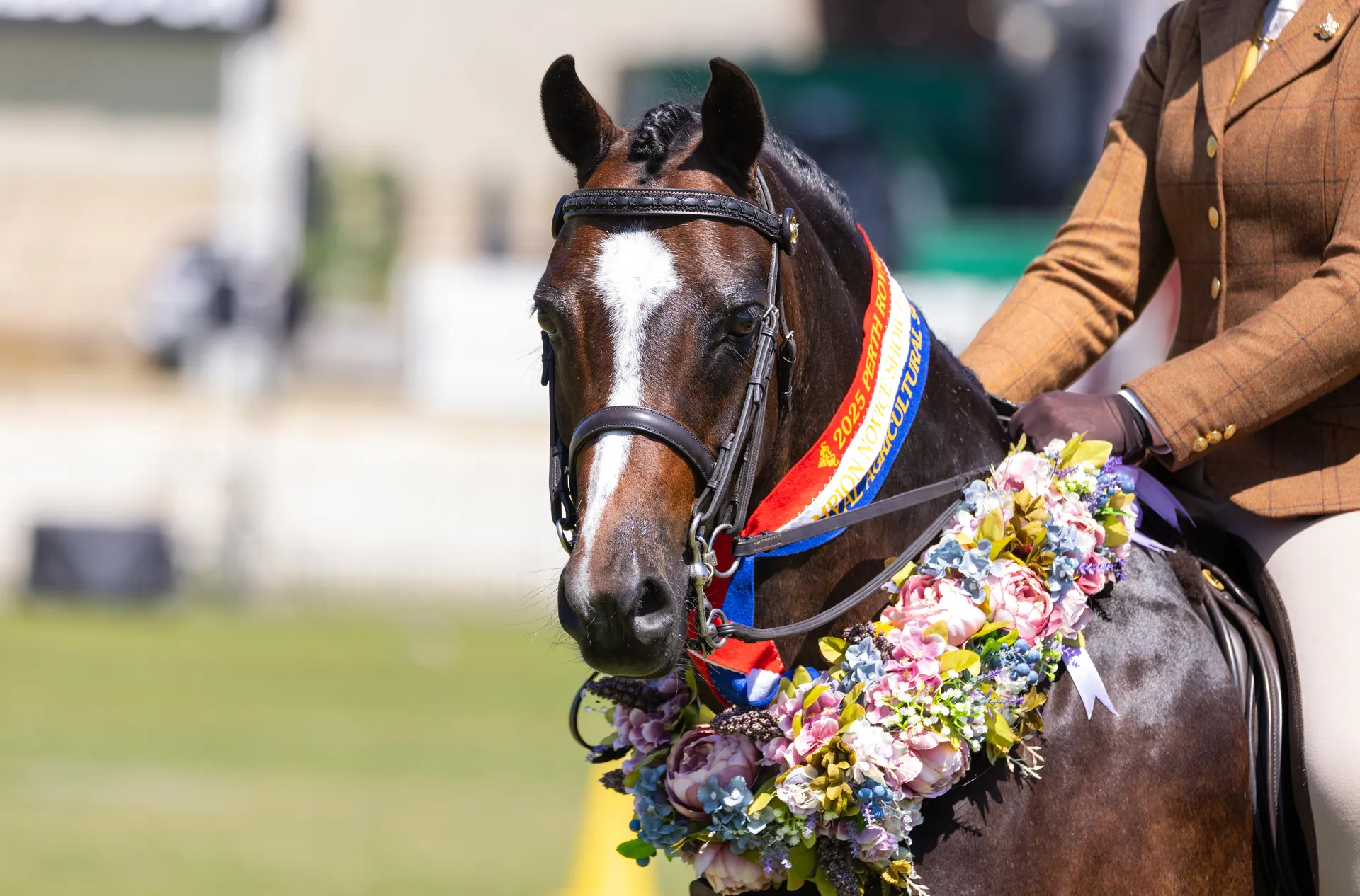 A show horse wearing a floral garland and champion sash at the Perth Royal Show, with a rider in formal attire holding the reins.