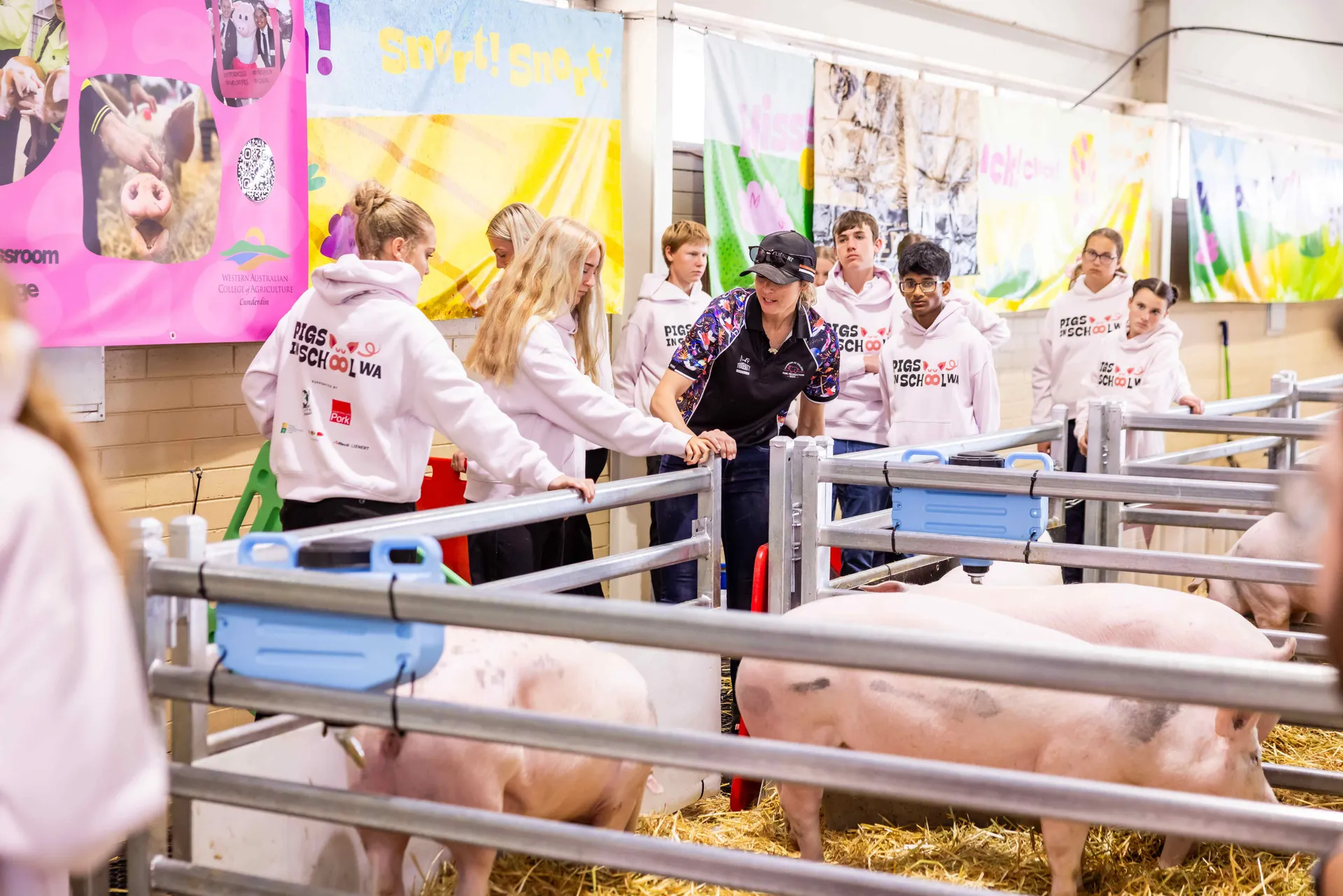 Pigs in School