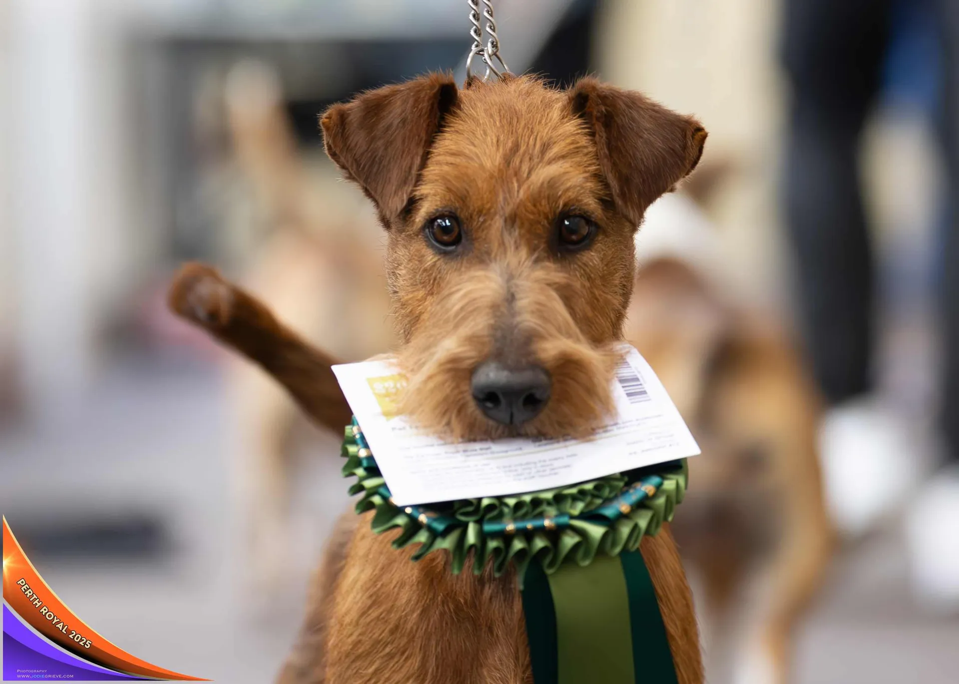 Dog Conformation
