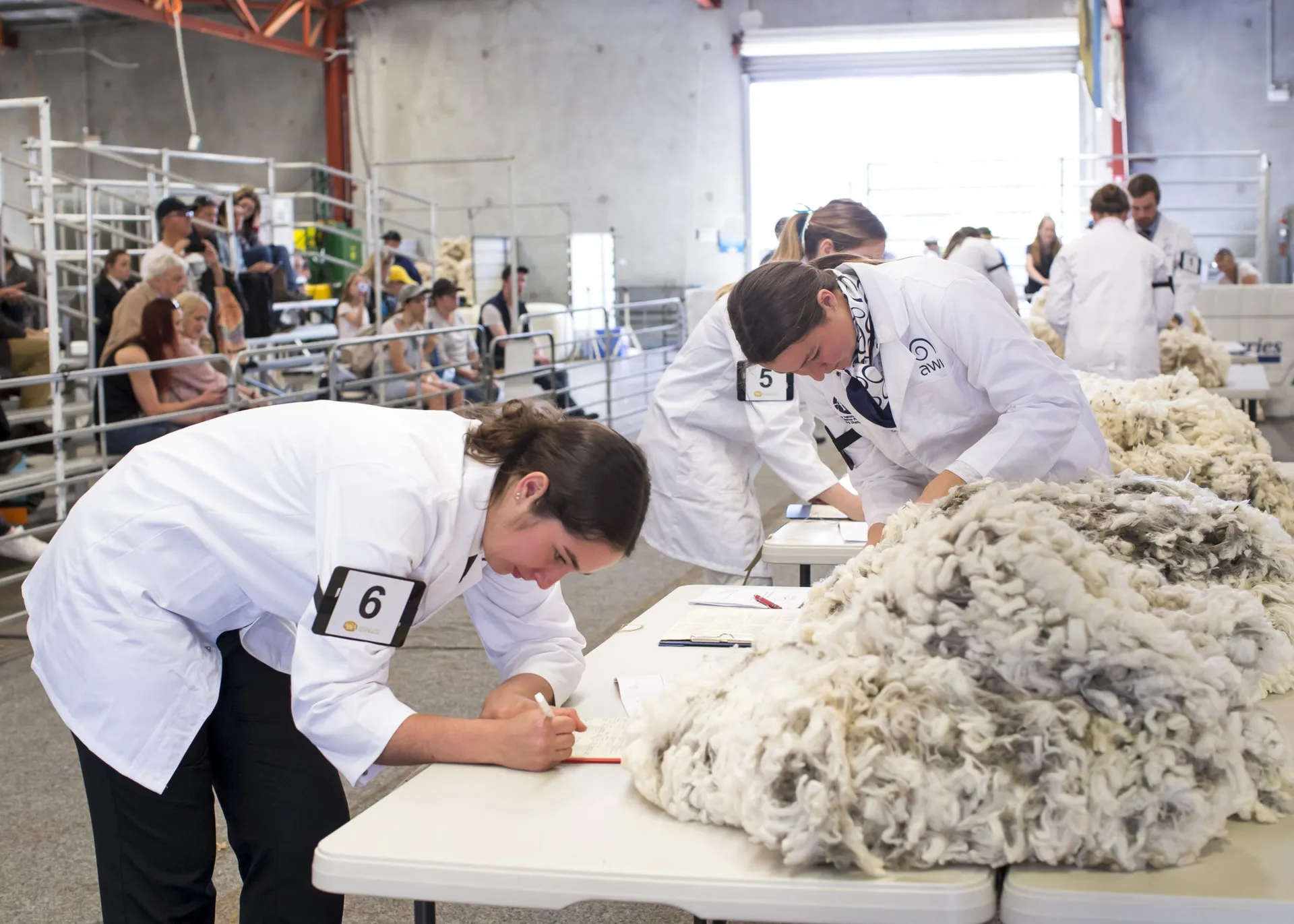 Participants judging wool at an agricultural competition.