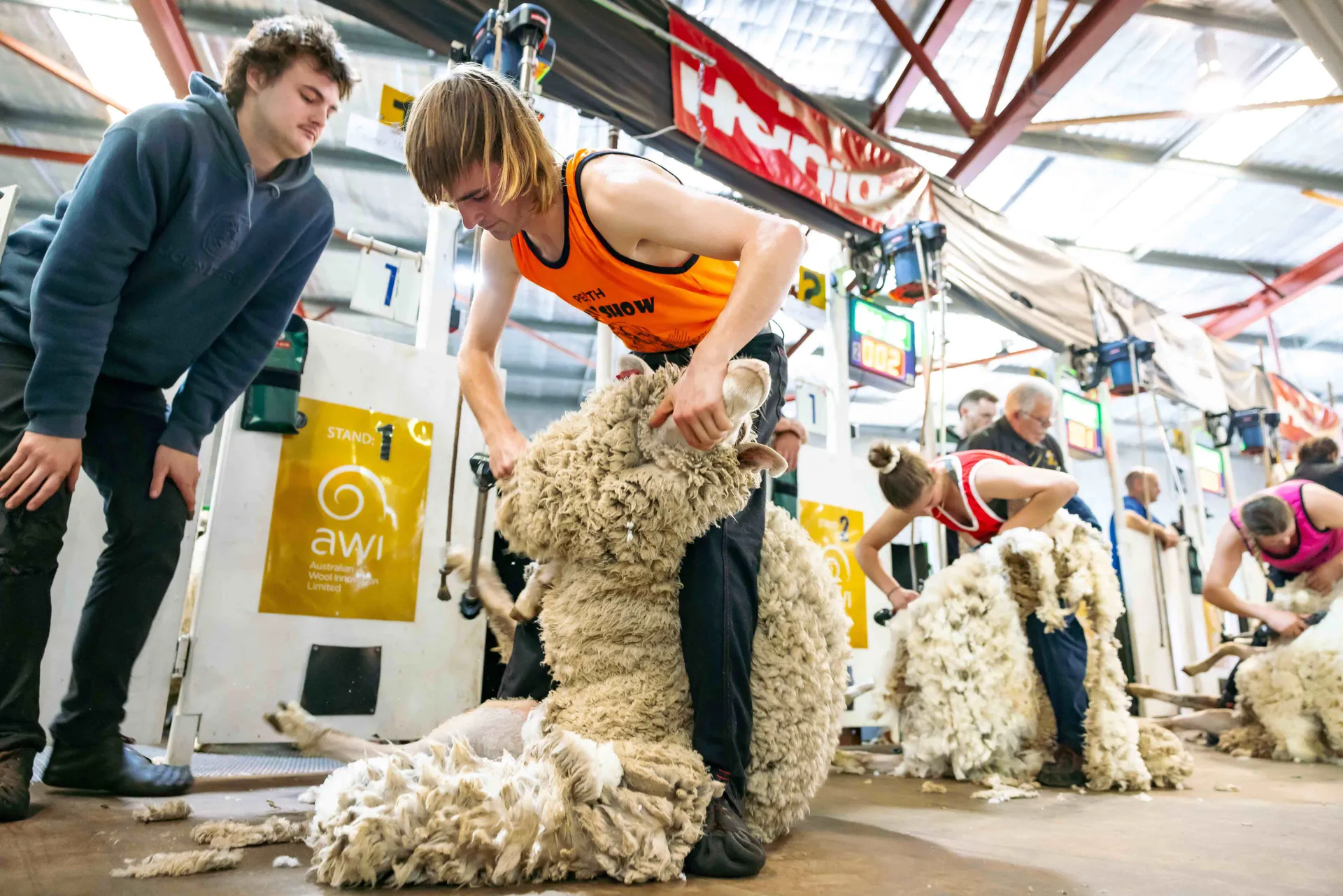 Sheep and Woolhandling