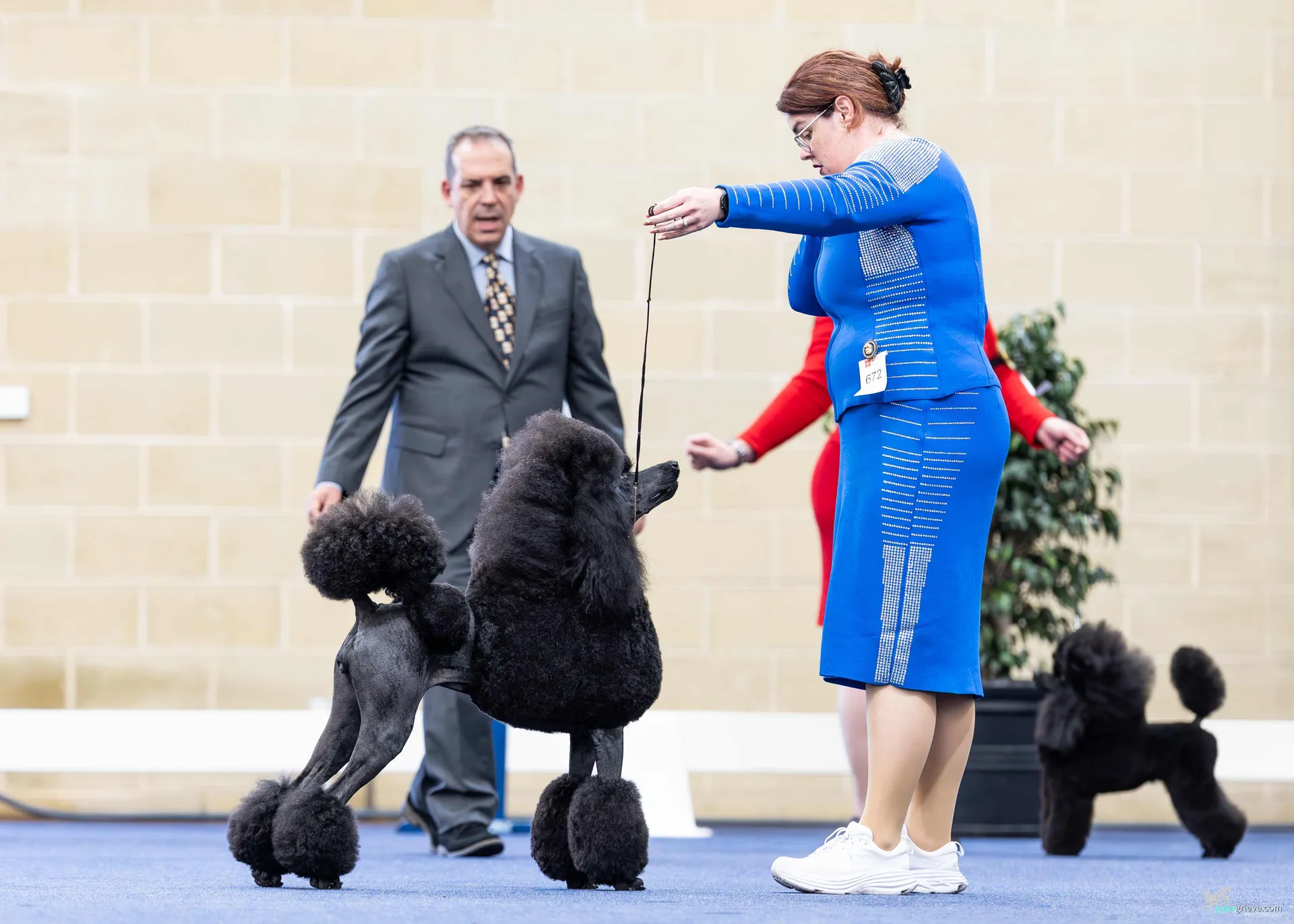 Dog Conformation
