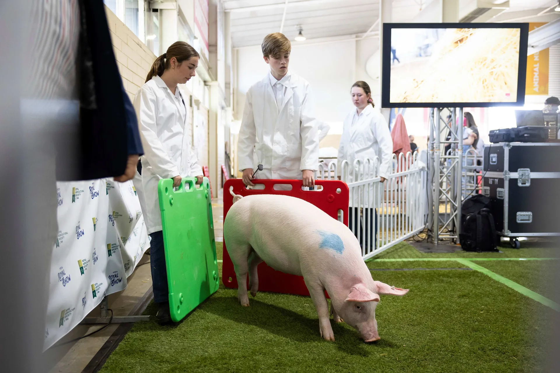 Young handlers guiding a pig through a judging ring using coloured boards at the Perth Royal Show, with other participants and equipment in the background.