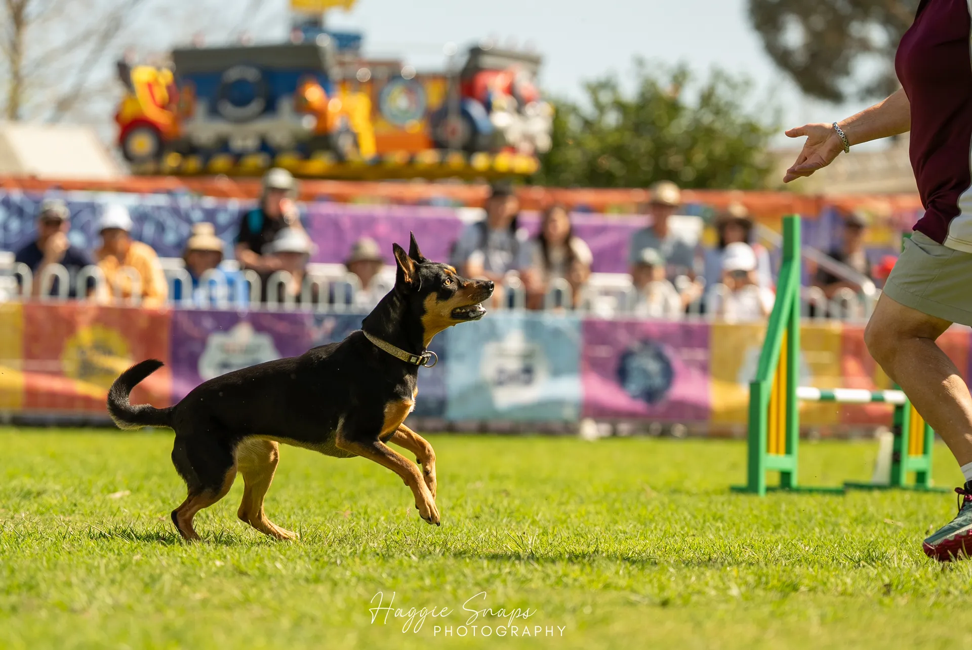 Working Dog