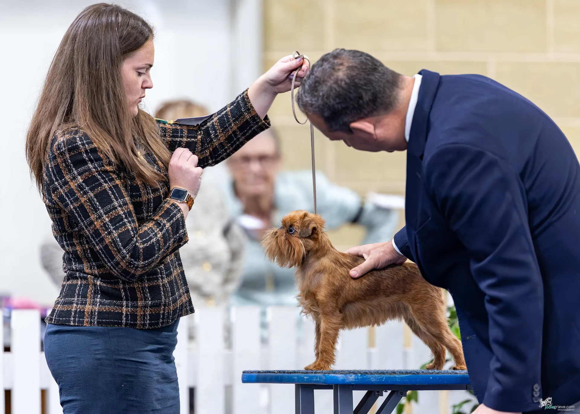 A small brown dog being judged on a table at a dog show, with a handler holding its lead while a judge examines it at the Perth Royal Show.