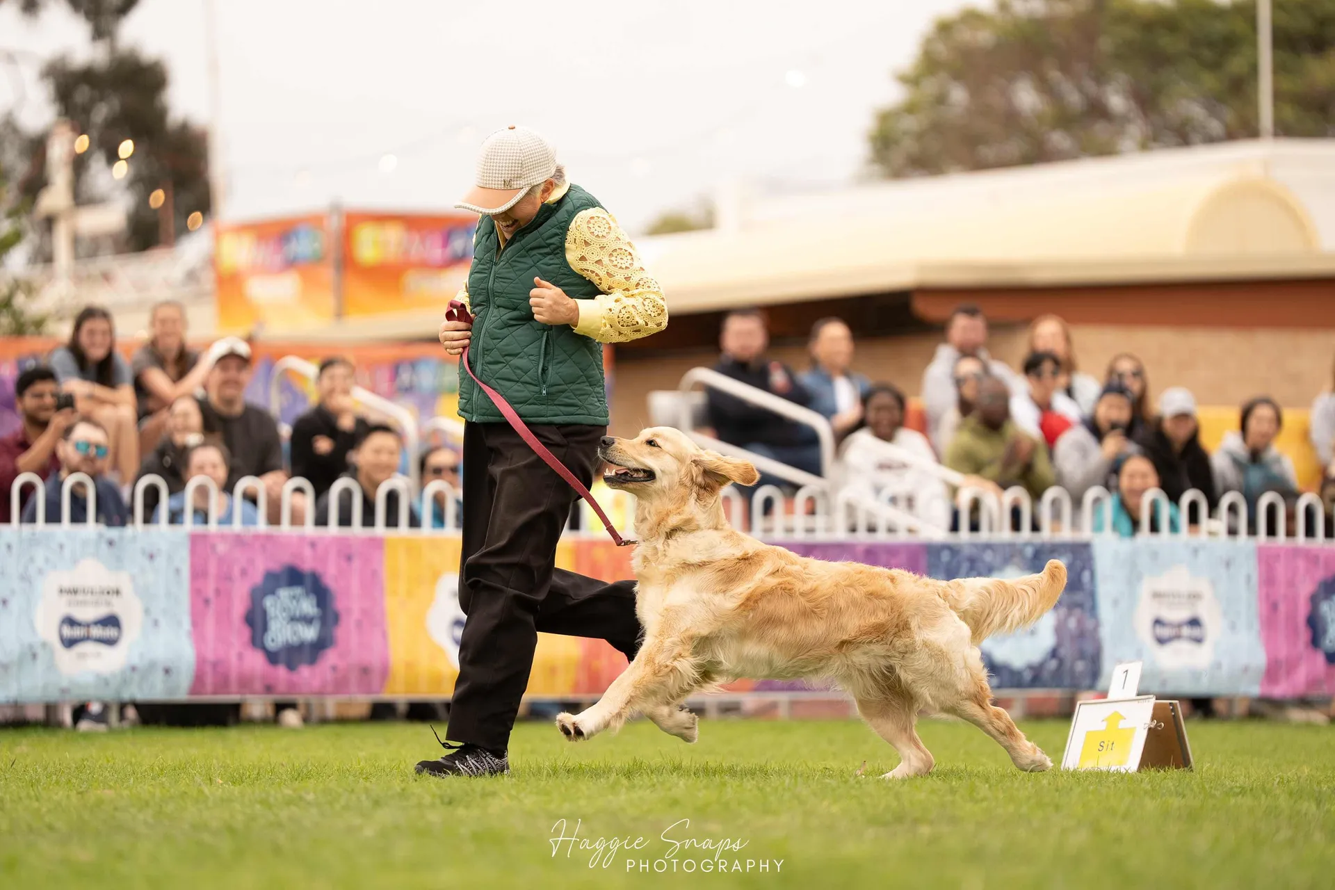 Dog Performance