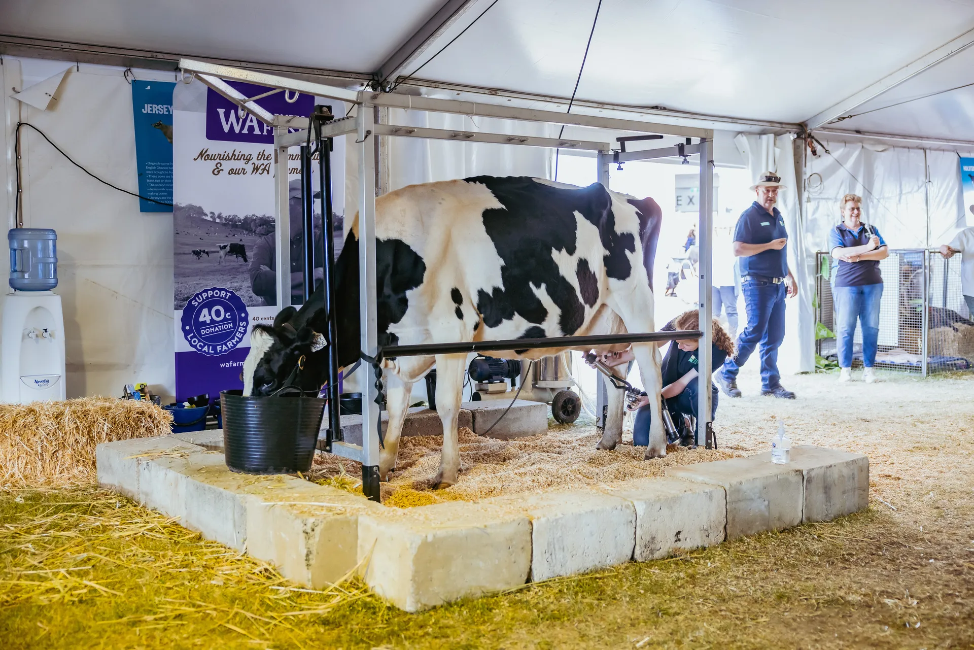 Milking Station Demonstrations at the Perth Royal Show