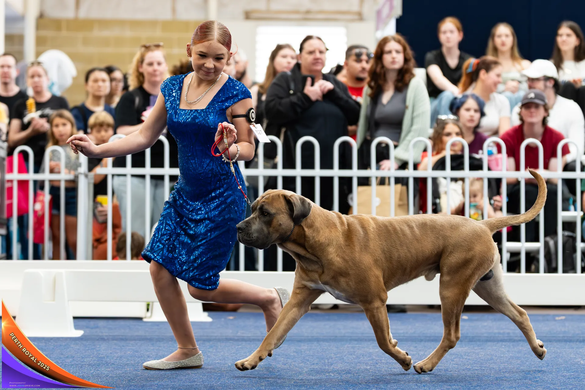 Utility Dog at the Perth Royal Show