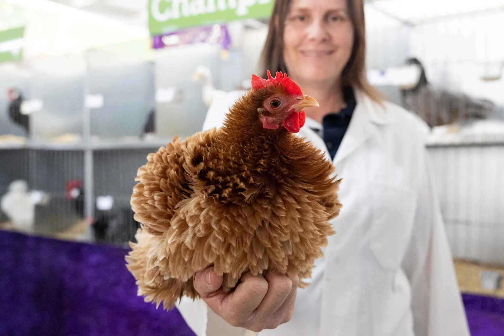 Poultry