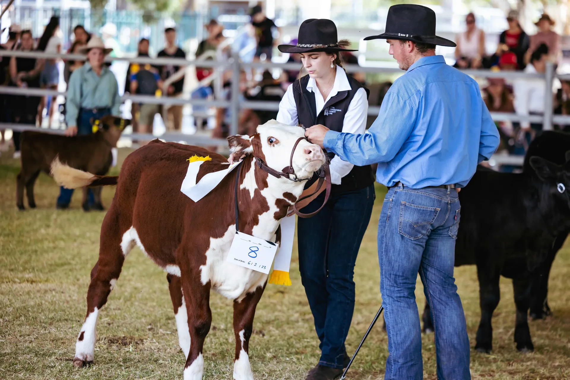 Young handlers presenting a brown and white calf in a cattle judging ring at the Perth Royal Show, with spectators watching in the background.