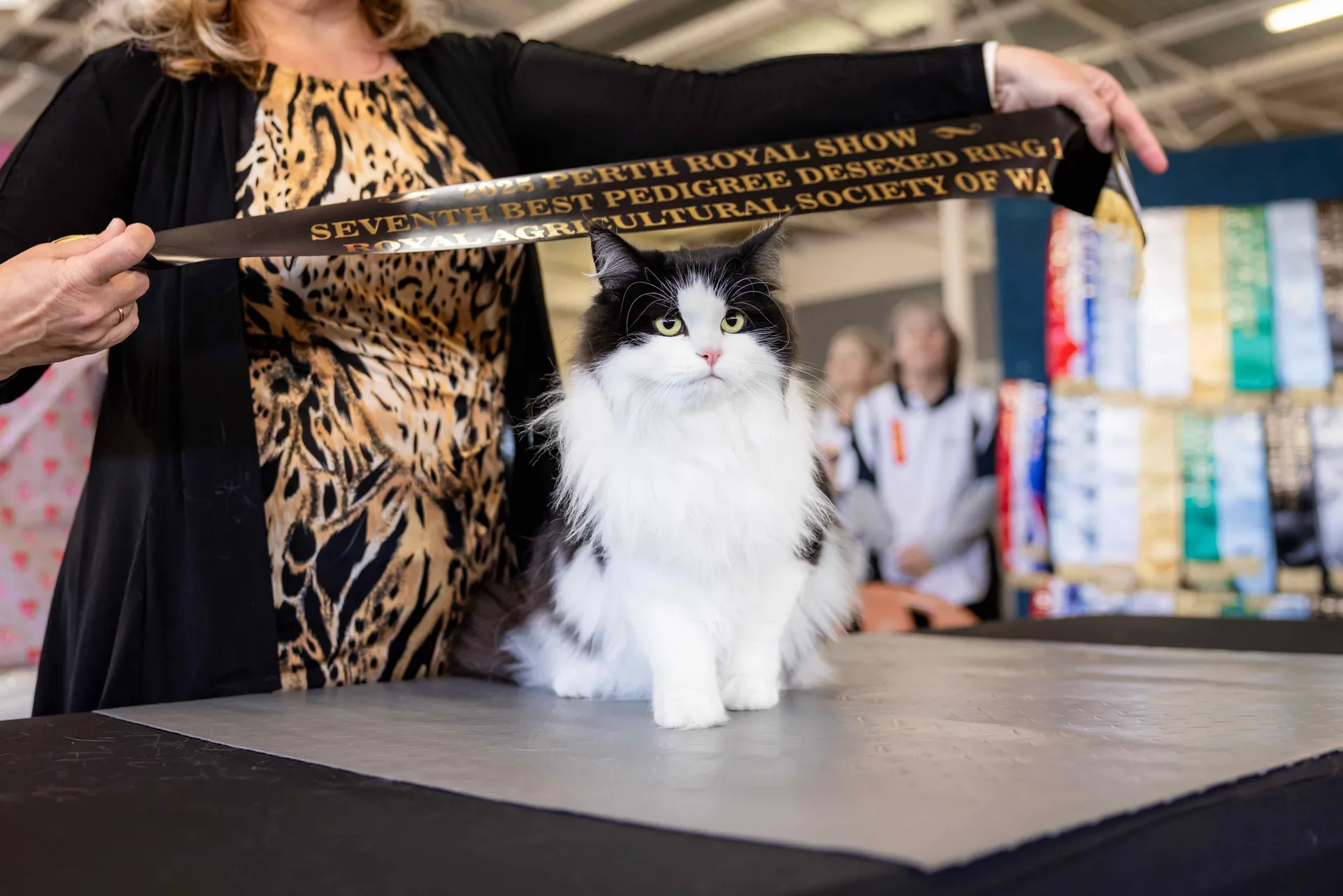 Black and white cat on a judging table with a prize ribbon at the Perth Royal Show.