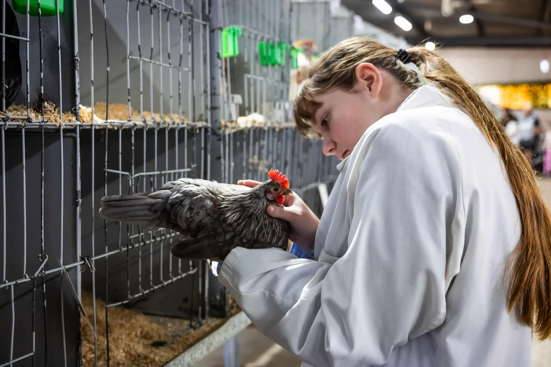 Young participant carefully examining a chicken in a poultry display at an agricultural show