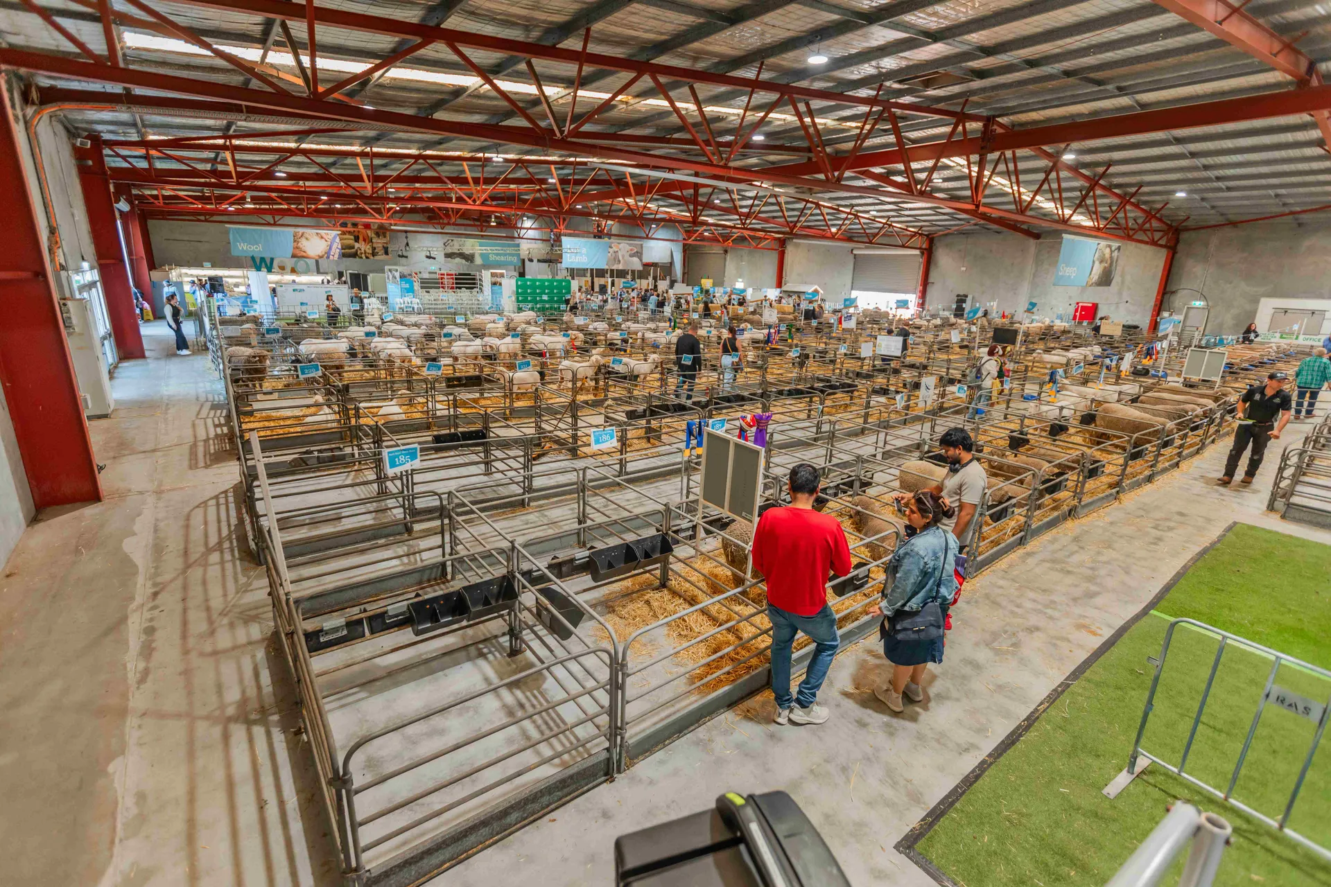 sheep competition
