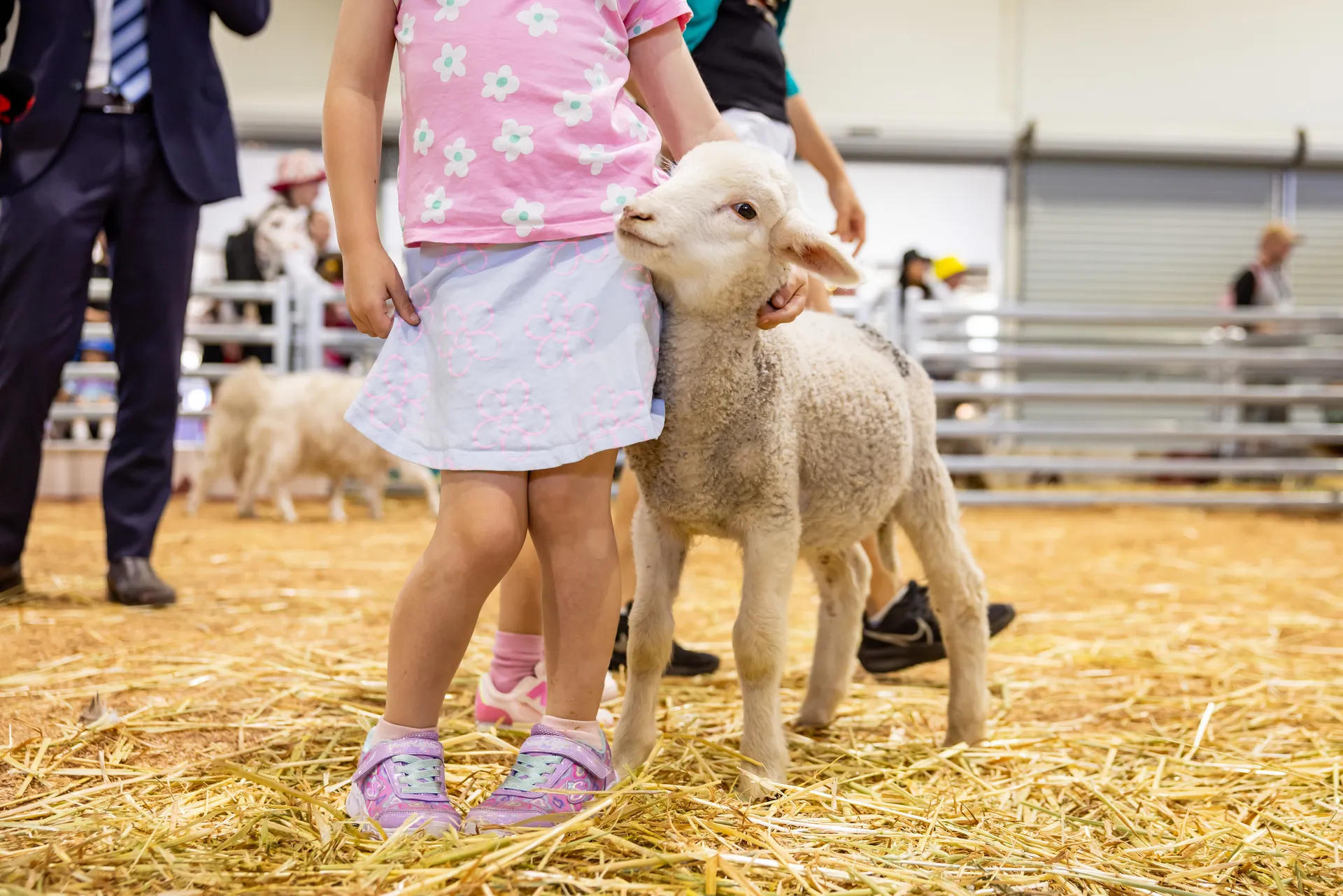Child gently holding a lamb in a livestock pavilion at the Perth Royal Show, standing on straw-covered ground surrounded by animals and visitors.