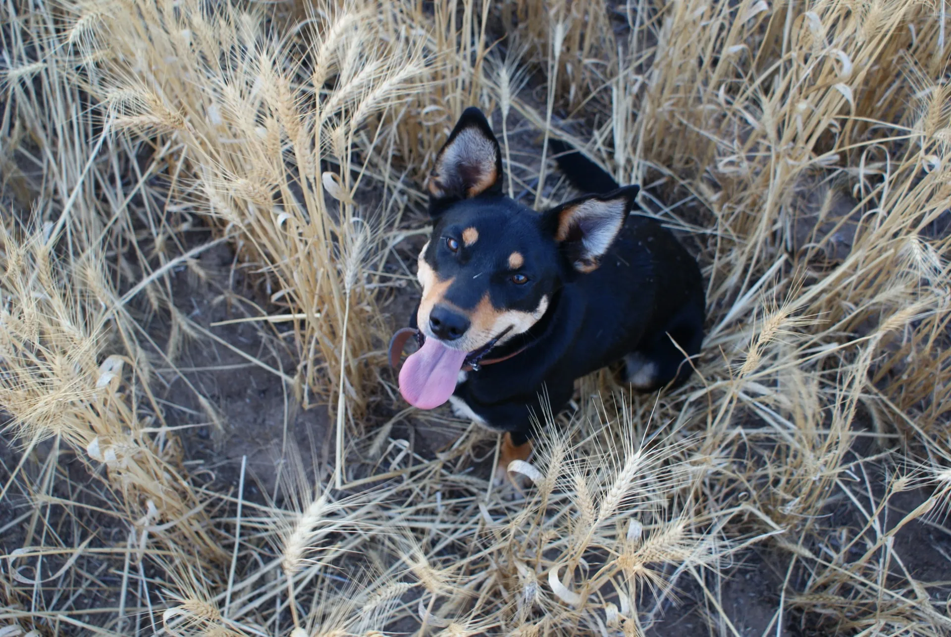 Kelpie