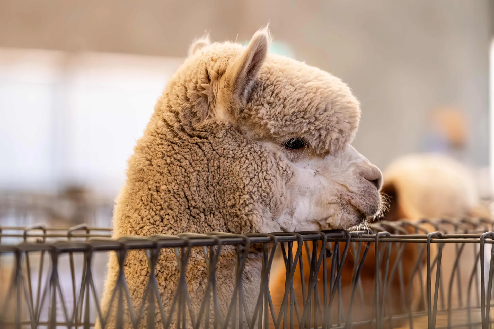 Alpaca Competition