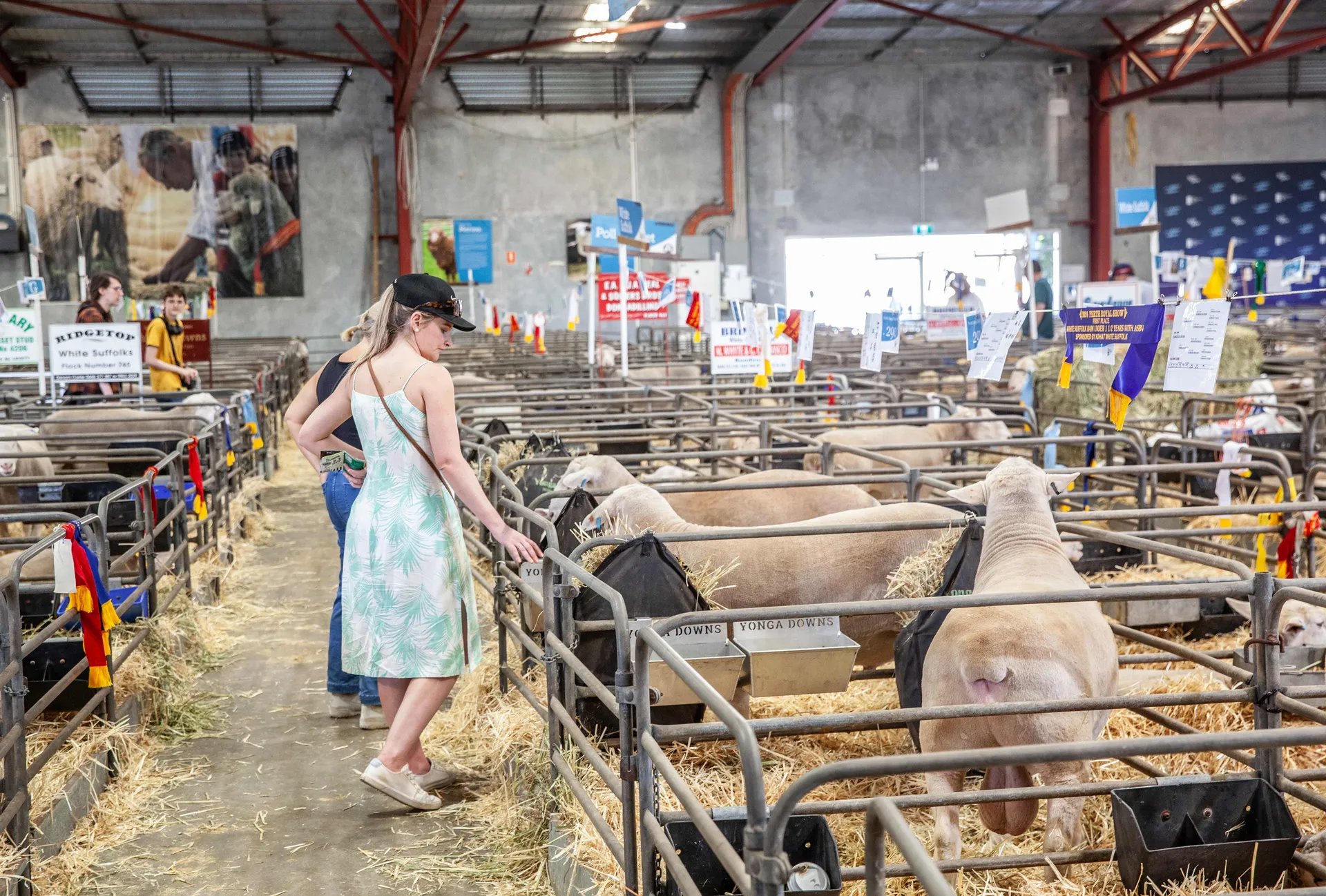 Visitors walking through rows of sheep pens inside a livestock pavilion at the Perth Royal Show, with animals resting on straw and award ribbons displayed.