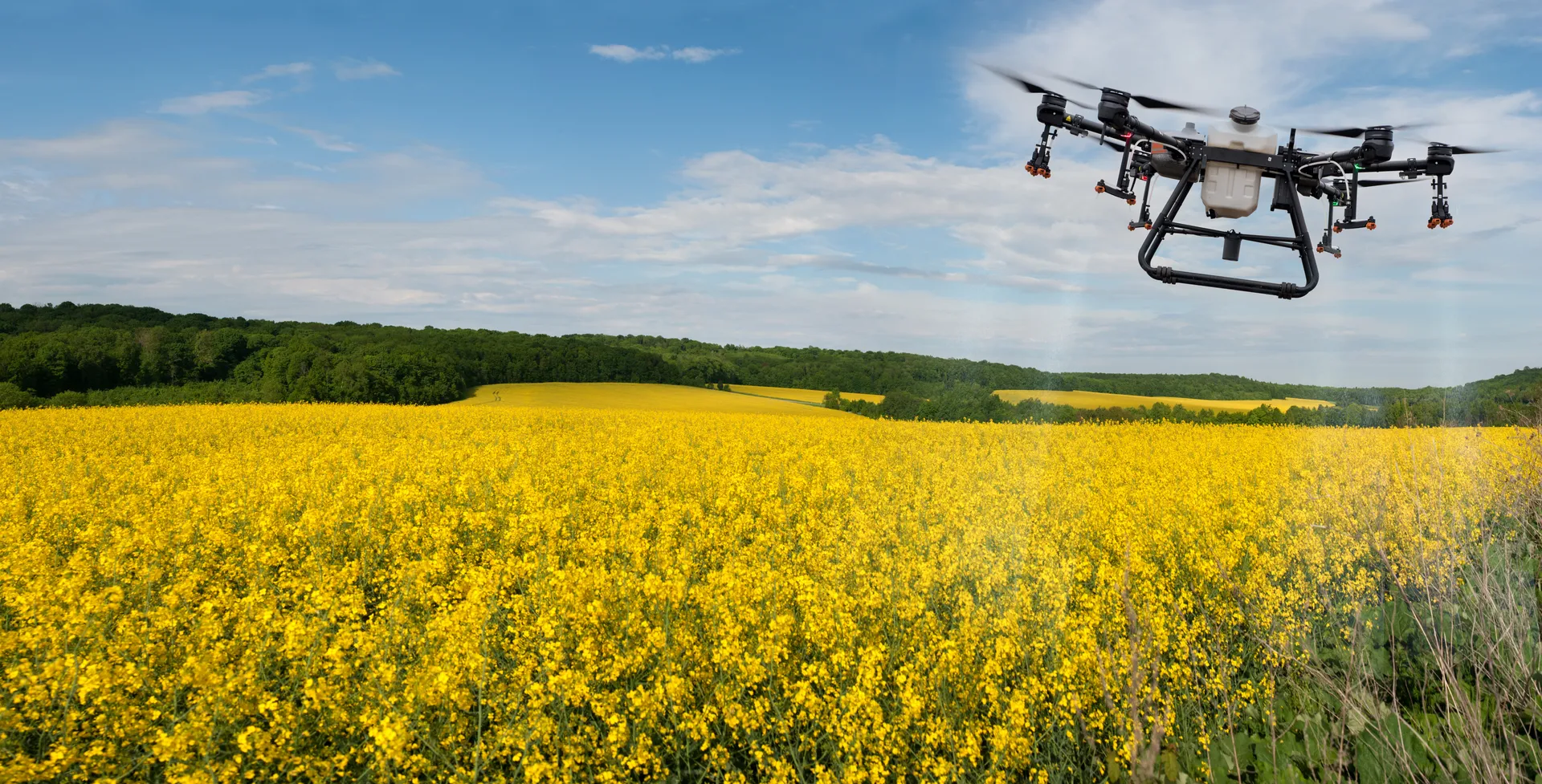 Drone flying over a yellow canola field.