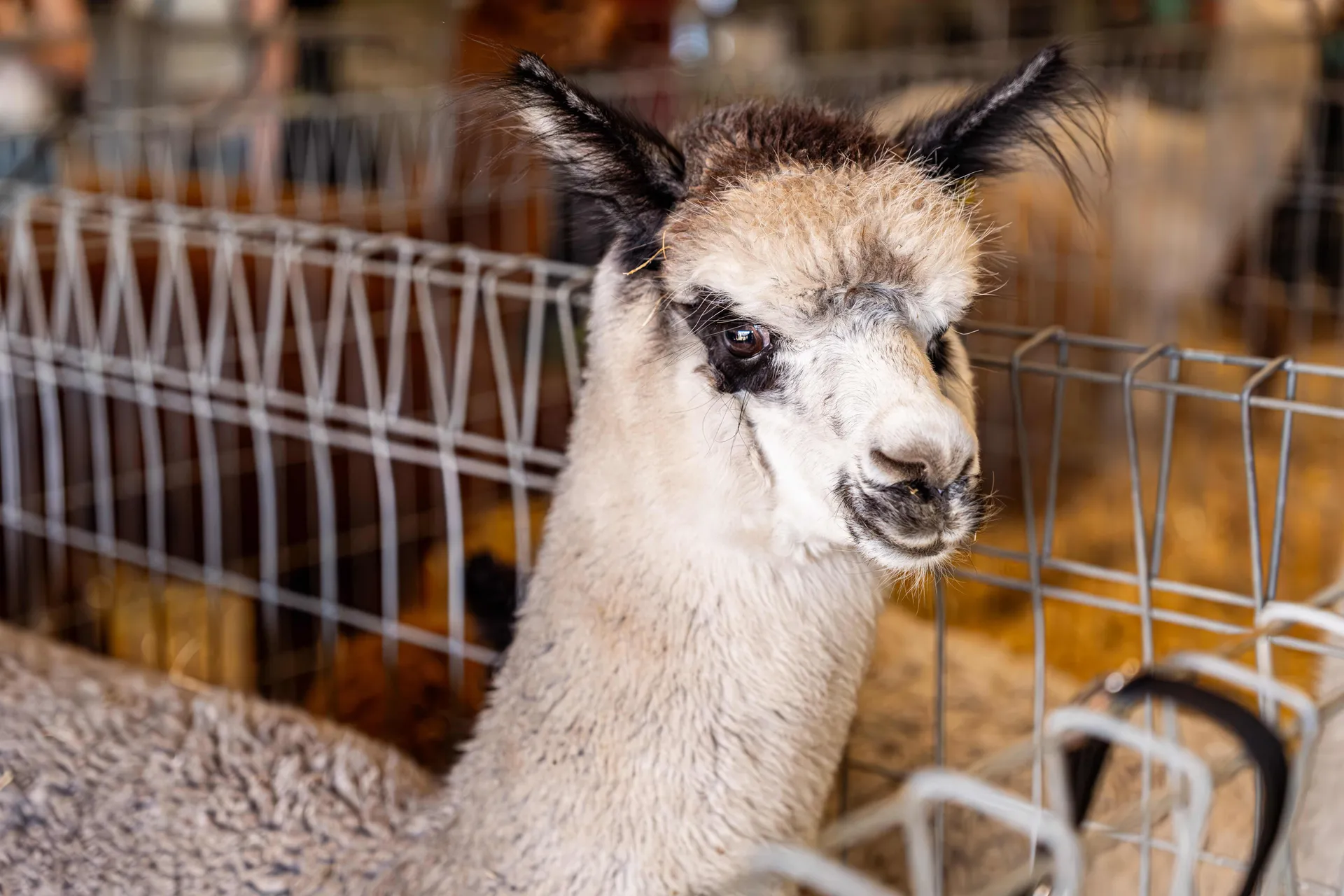 Alpaca Competition