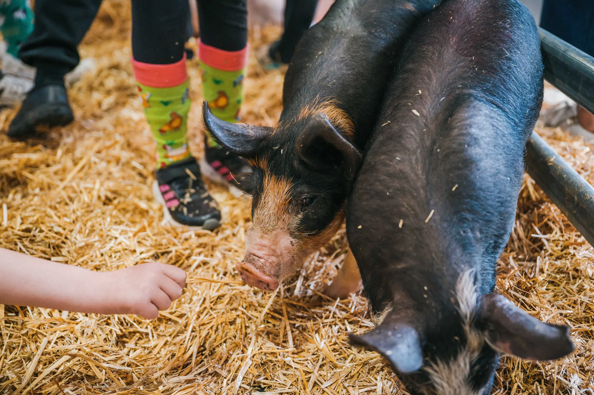Royal Agricultural Society of WA Junior Farmer Day, 2026, photo by Cameron Falls (36).jpg