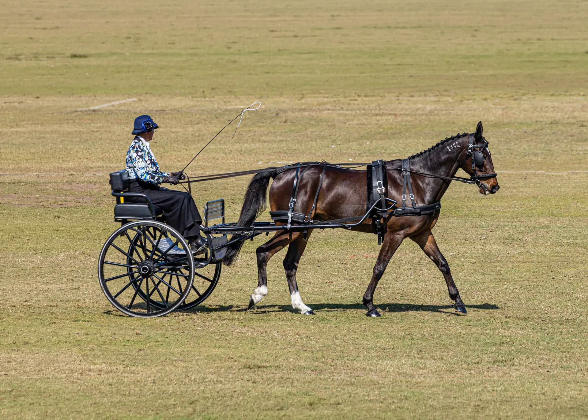 horse harness