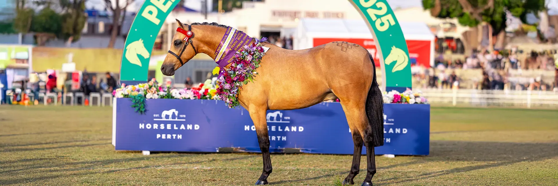 Horse breed