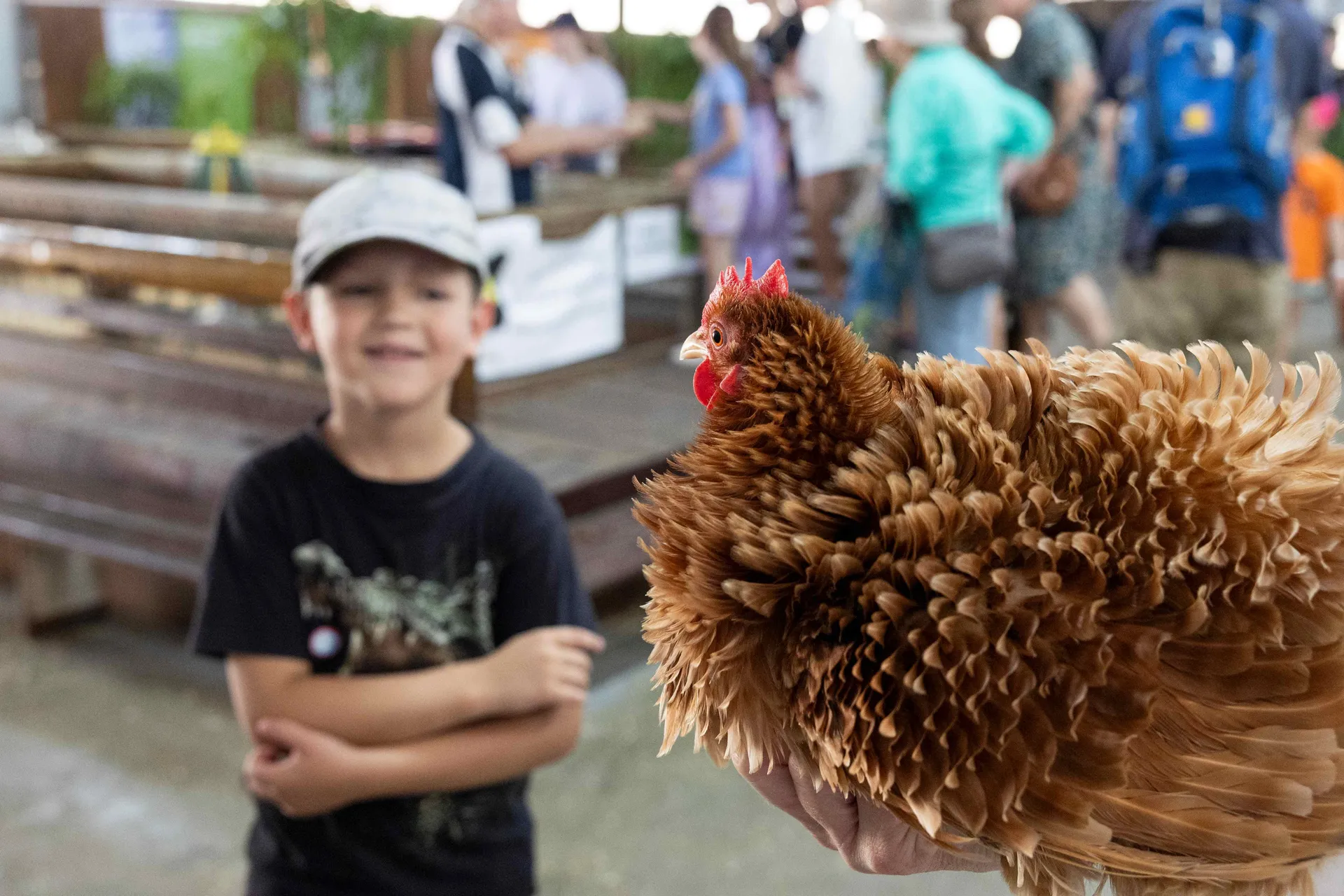 Poultry