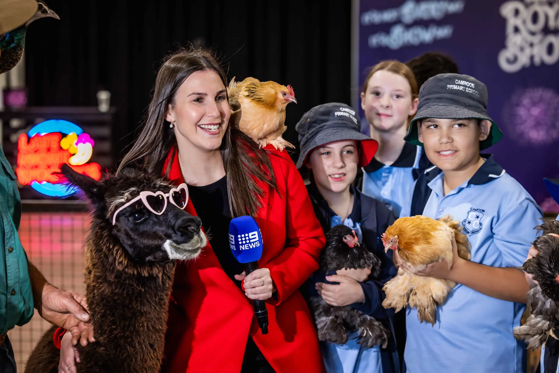 TV reporter interviewing school children holding chickens alongside a llama wearing sunglasses at the Perth Royal Show.