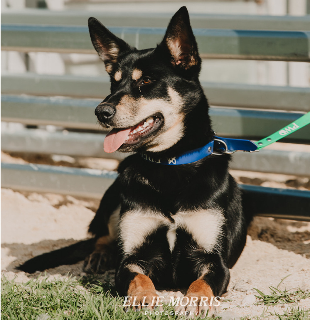Kelpie Puppies Auction at Perth Royal Show to Support Telethon