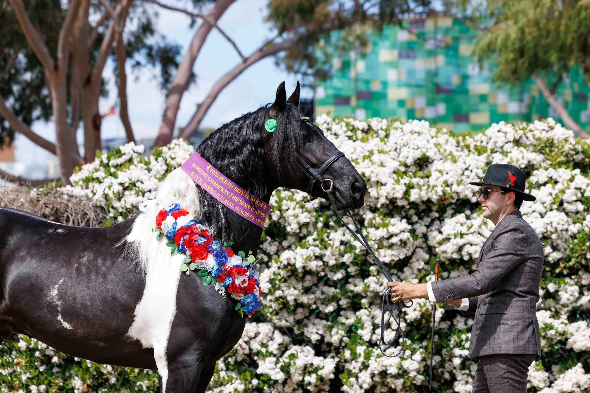 Horse Breed