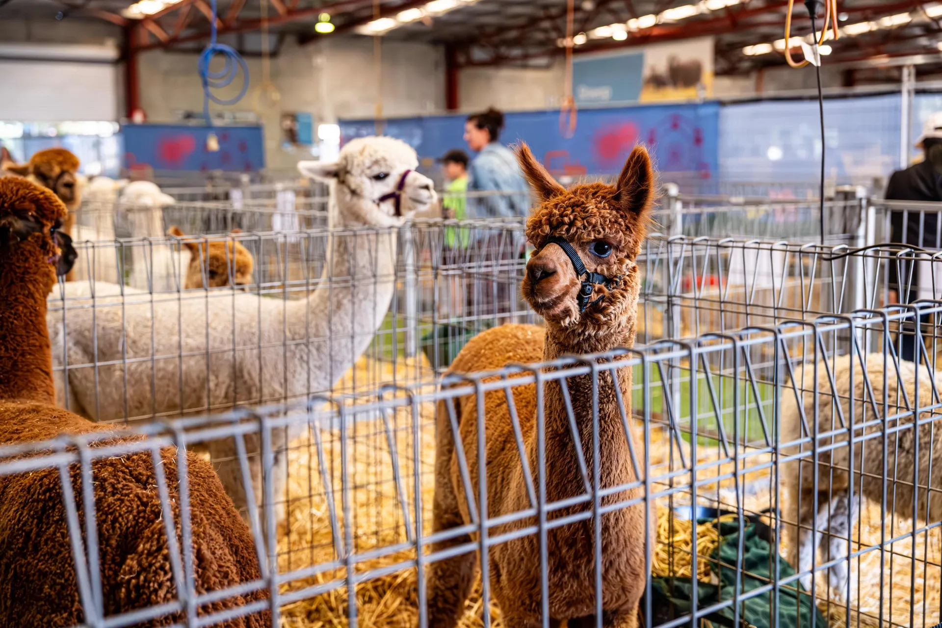 Alpaca Competition