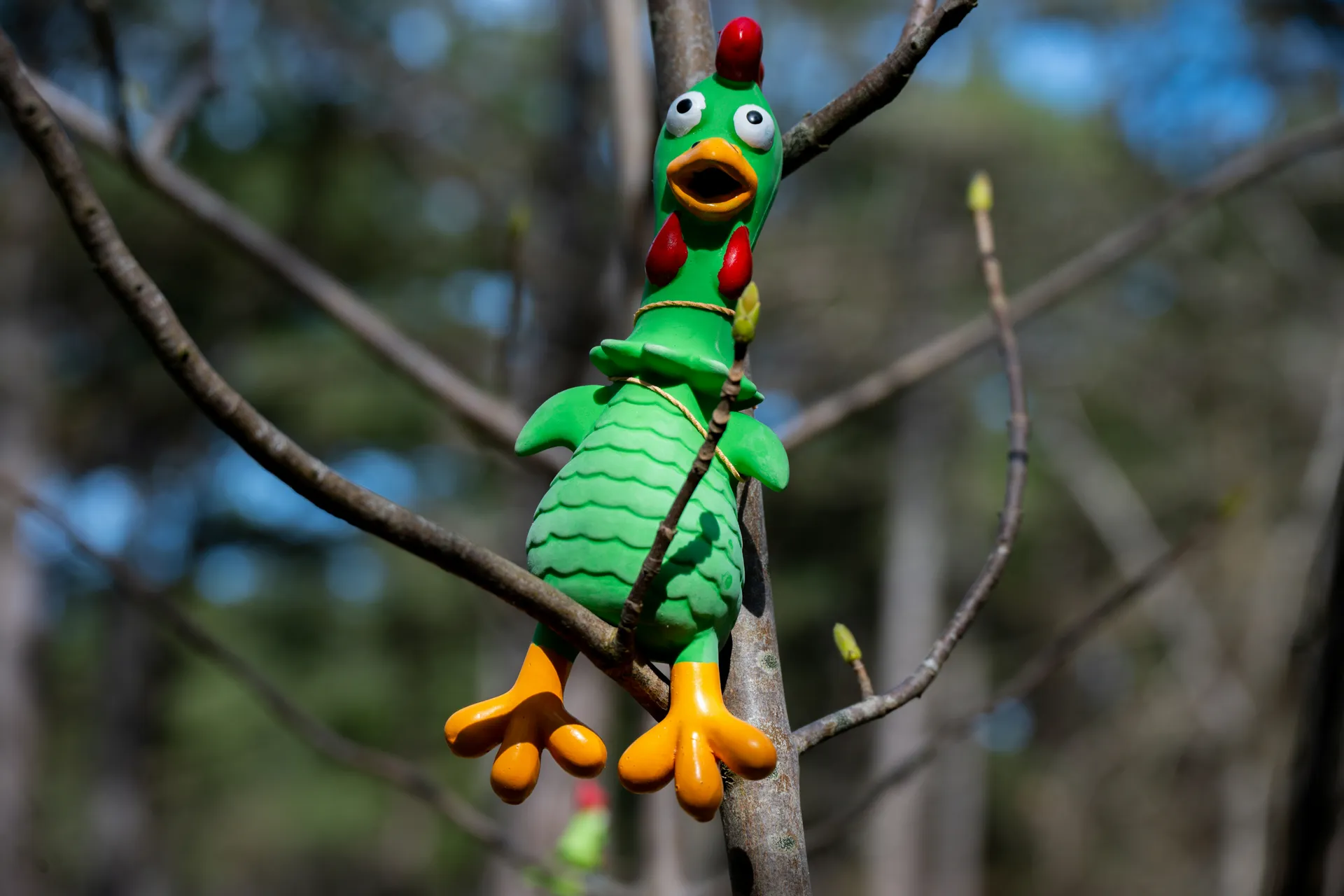 Green Rubber Chicken stuck in a tree